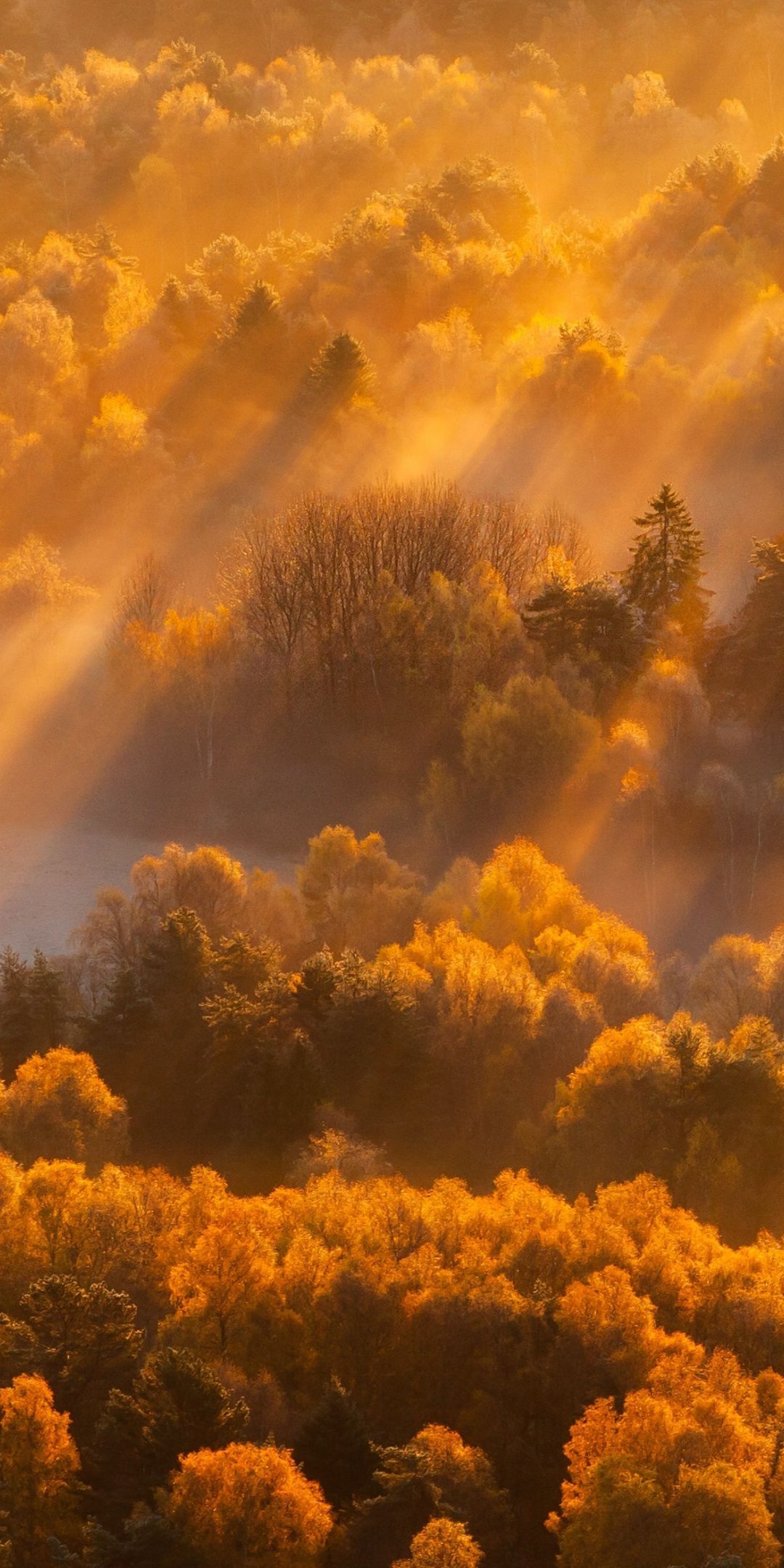 Sun lights, autumn, trees, nature, 1080x2160 wallpaper. Nature photography, Nature aesthetic, Nature picture