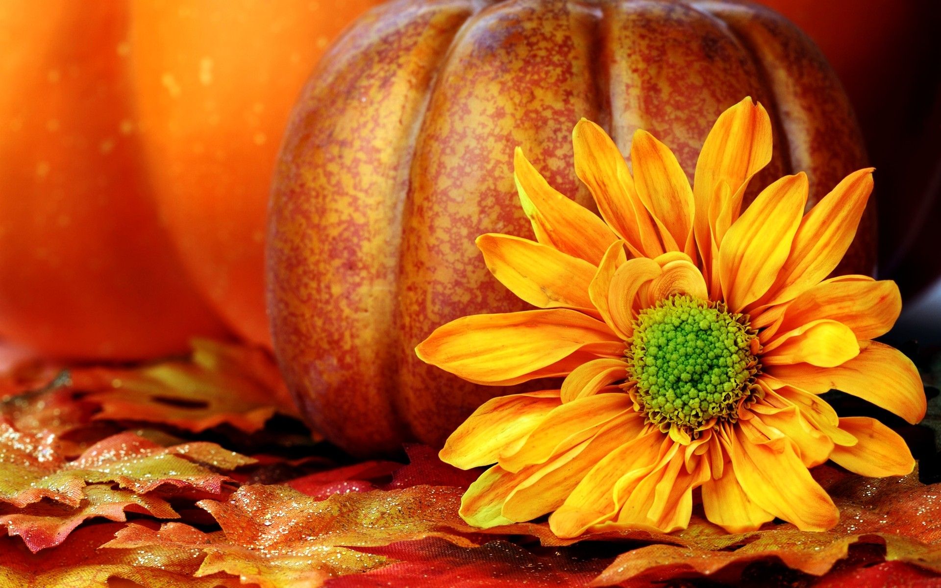 A pumpkin and a flower on a pile of leaves. - Pumpkin