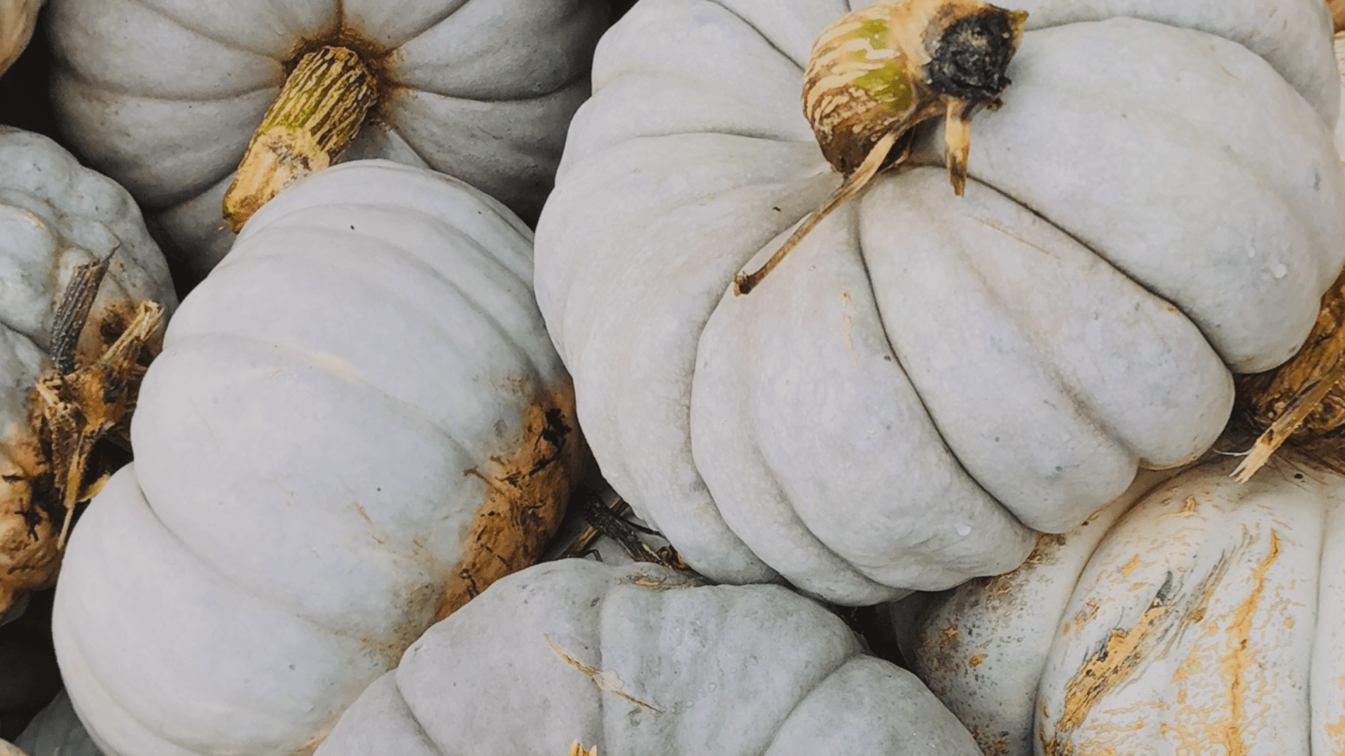 A pile of white pumpkins - Pumpkin