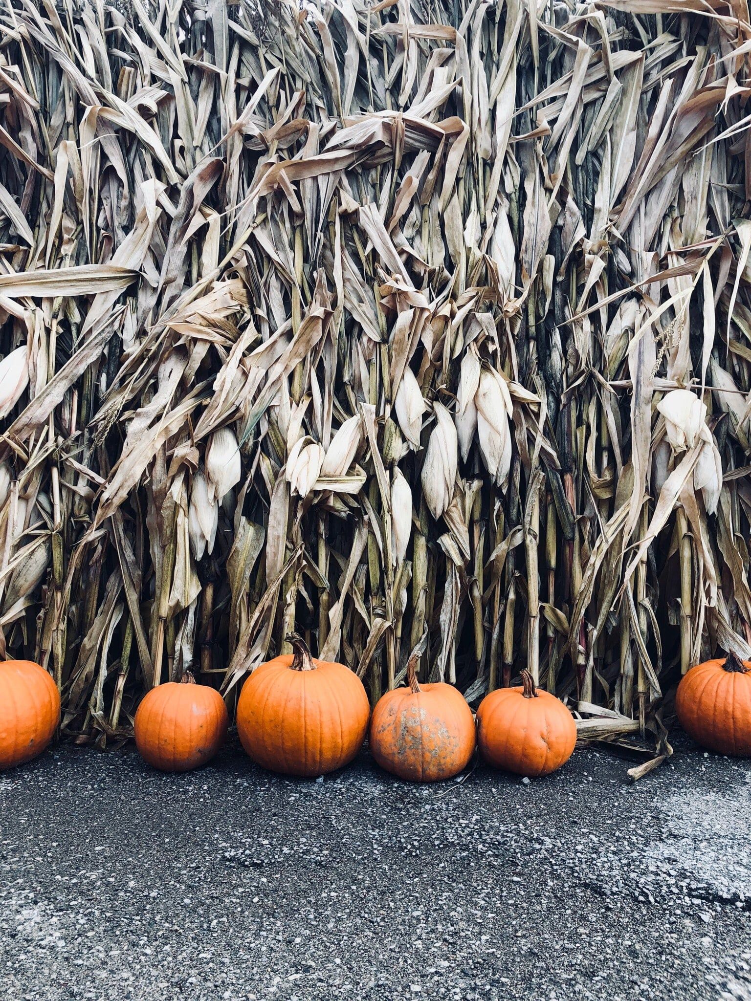 A row of pumpkins sit in front of a wall of corn stalks. - Cute fall, pumpkin