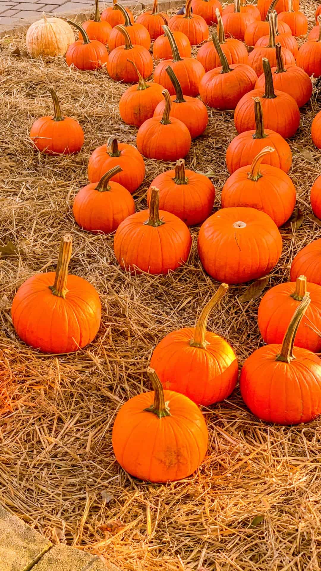 Pumpkins sit on a bed of hay in a pumpkin patch. - Pumpkin