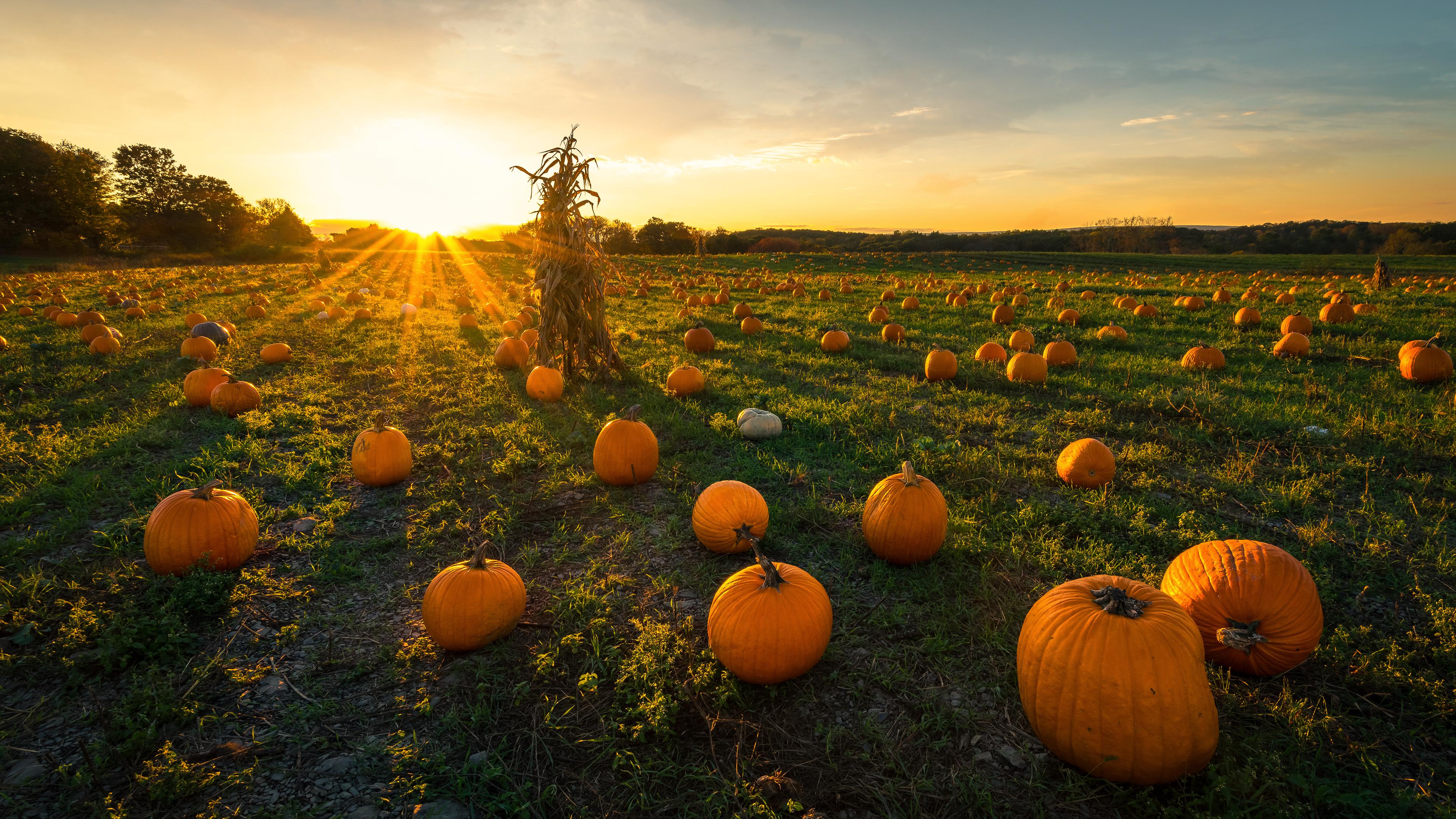 A pumpkin patch with the sun setting in the background. - Pumpkin