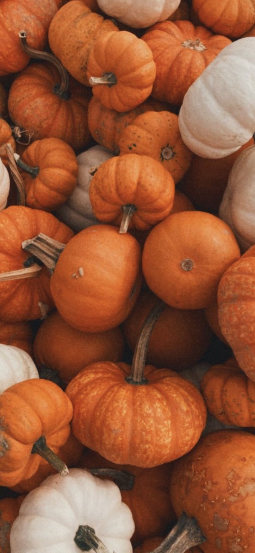 A pile of orange and white pumpkins. - Pumpkin