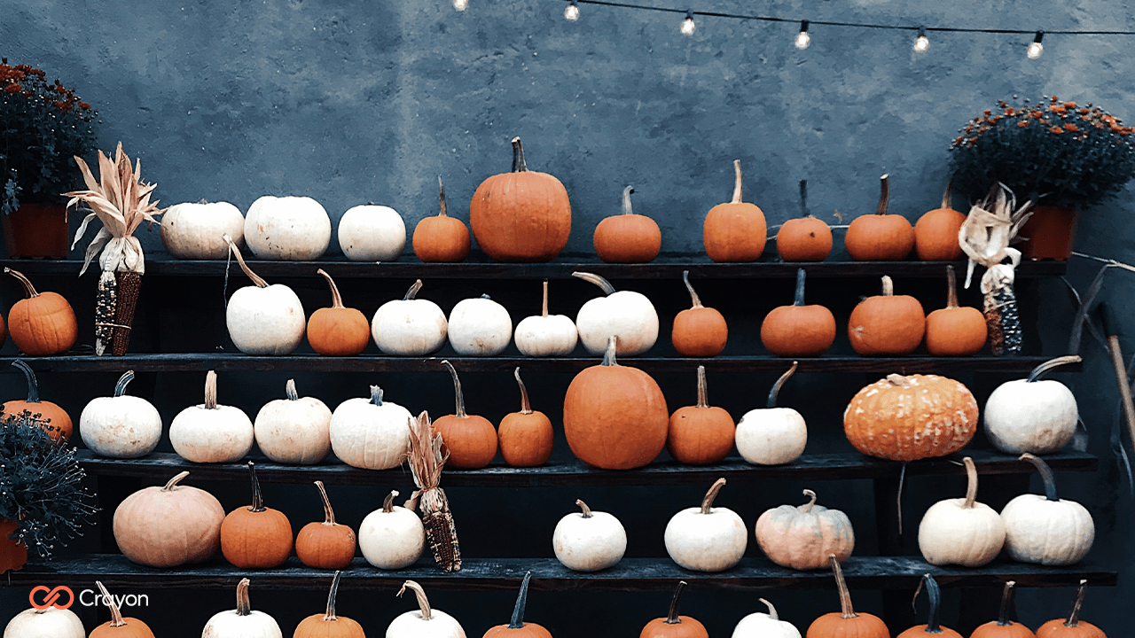 A wall of shelves displaying a variety of pumpkins of different shapes, sizes, and colors. - Pumpkin