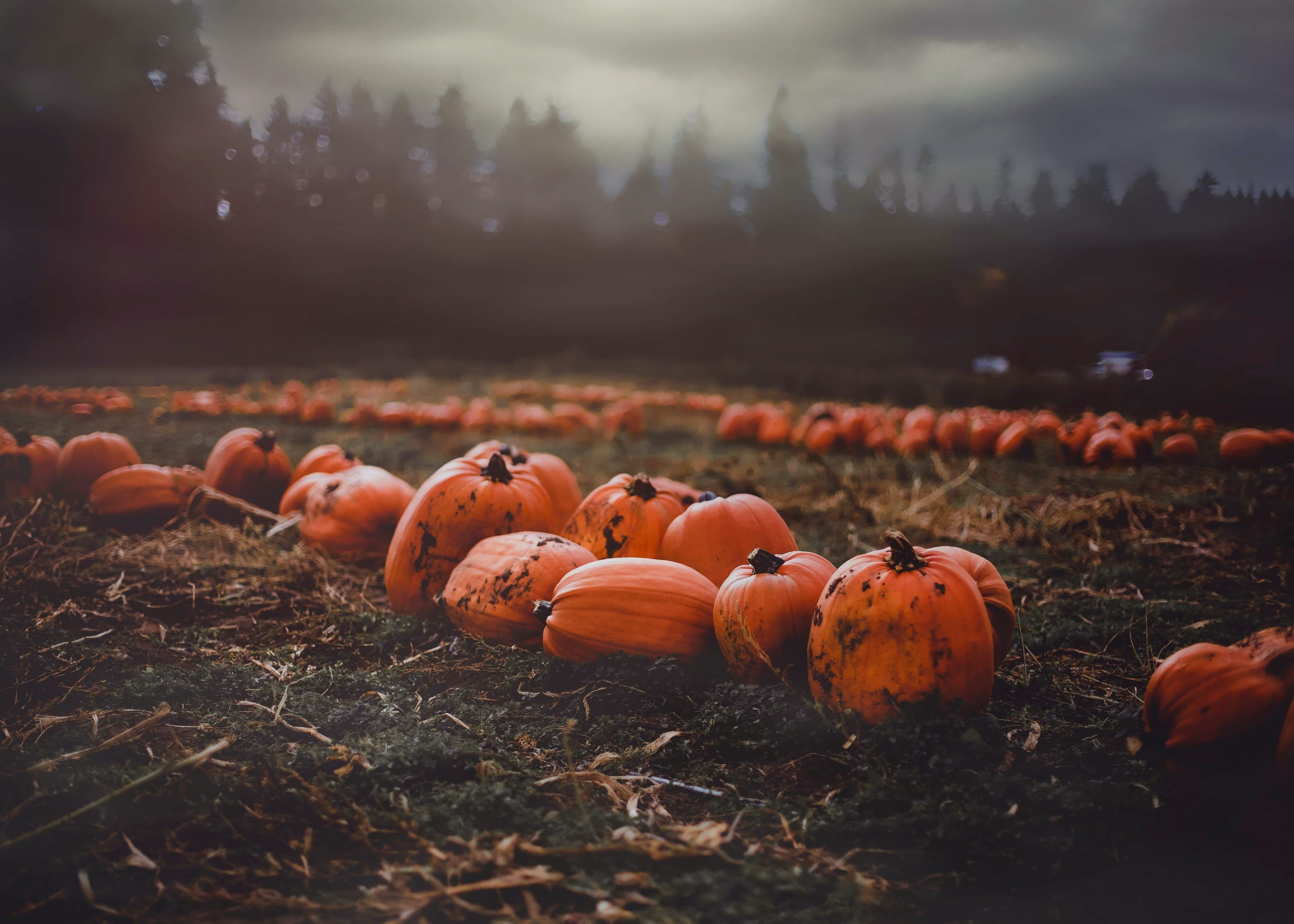 A field of pumpkins at sunset. - Pumpkin