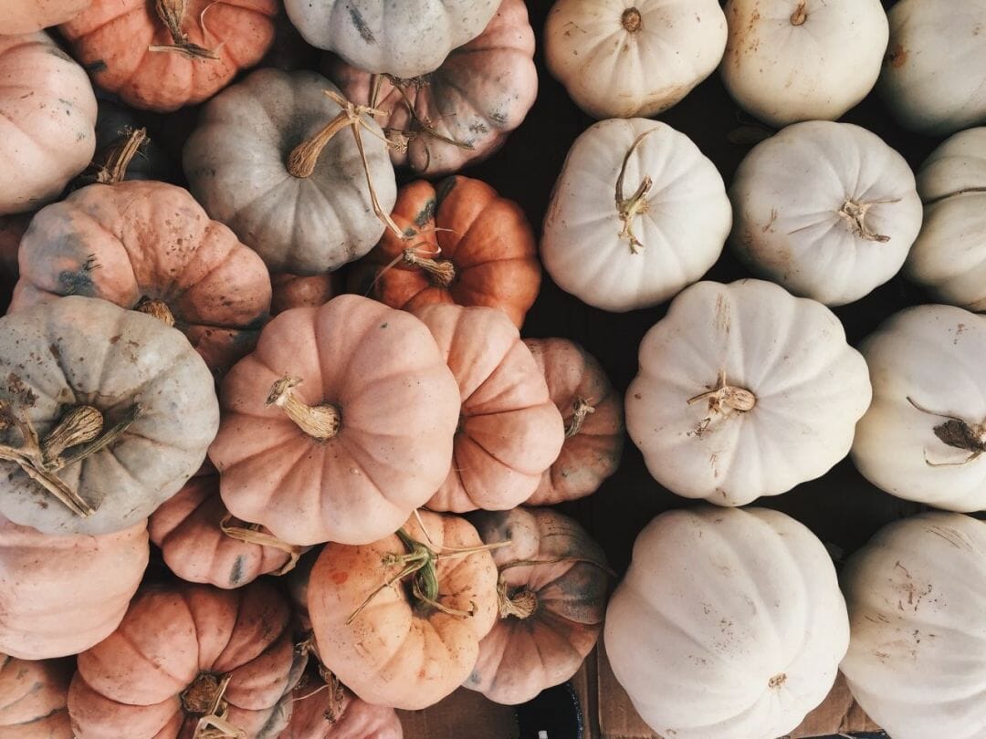 A pile of white and orange pumpkins - Pumpkin