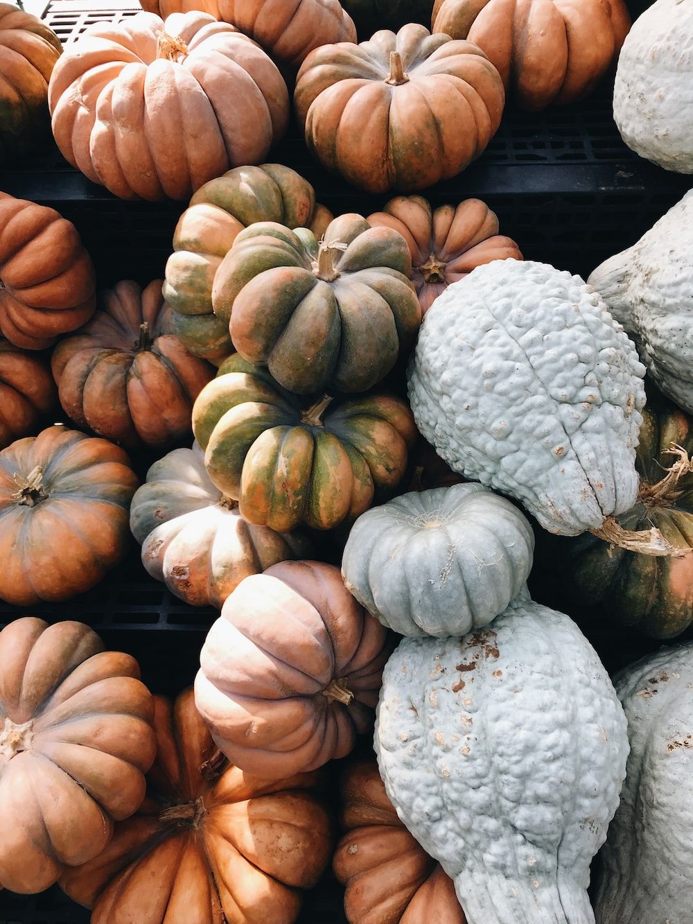 A bunch of pumpkins and gourds are displayed - Pumpkin