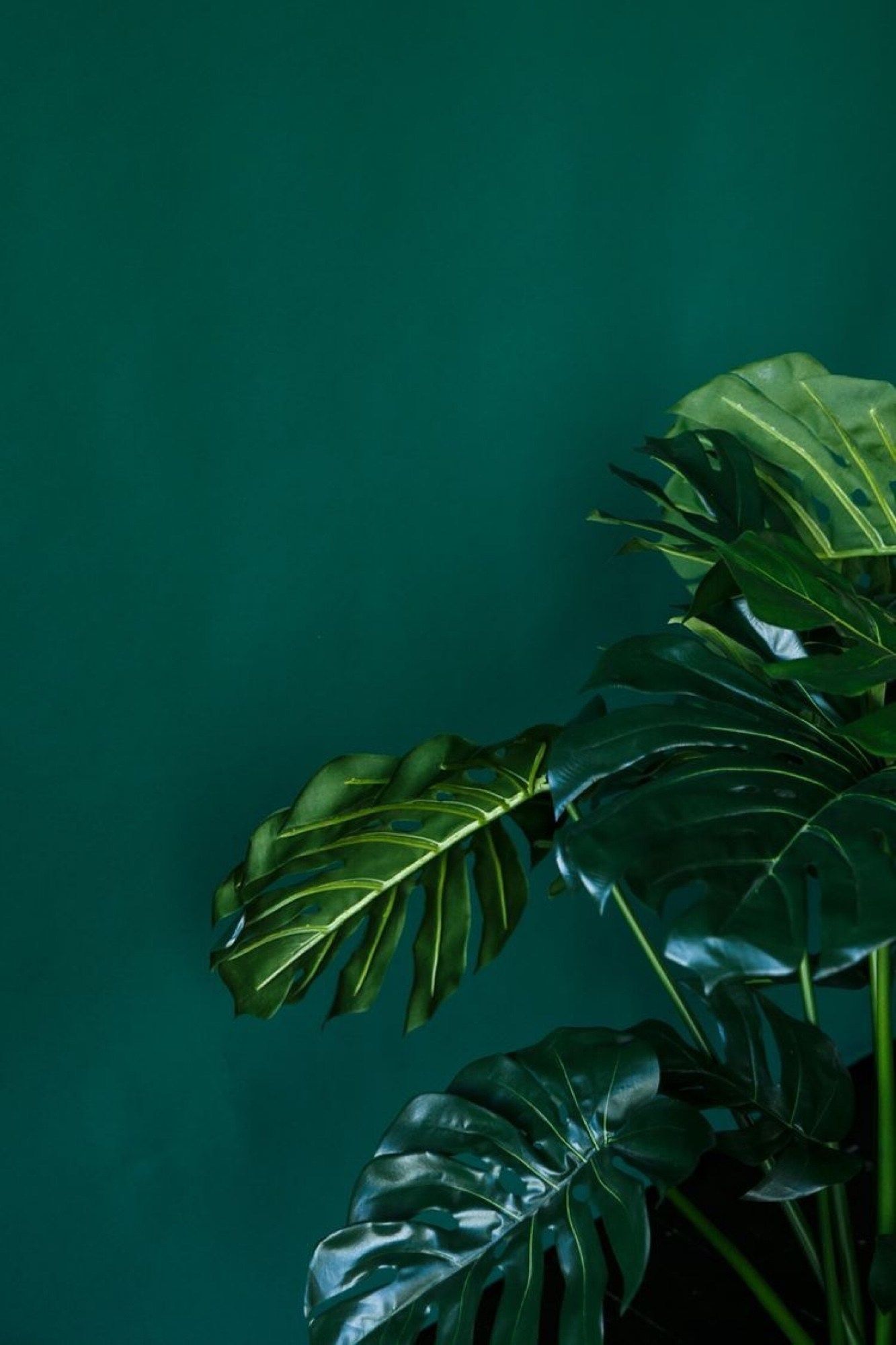 A green plant sitting in front of an aqua background - Green, plants, dark green, Monstera
