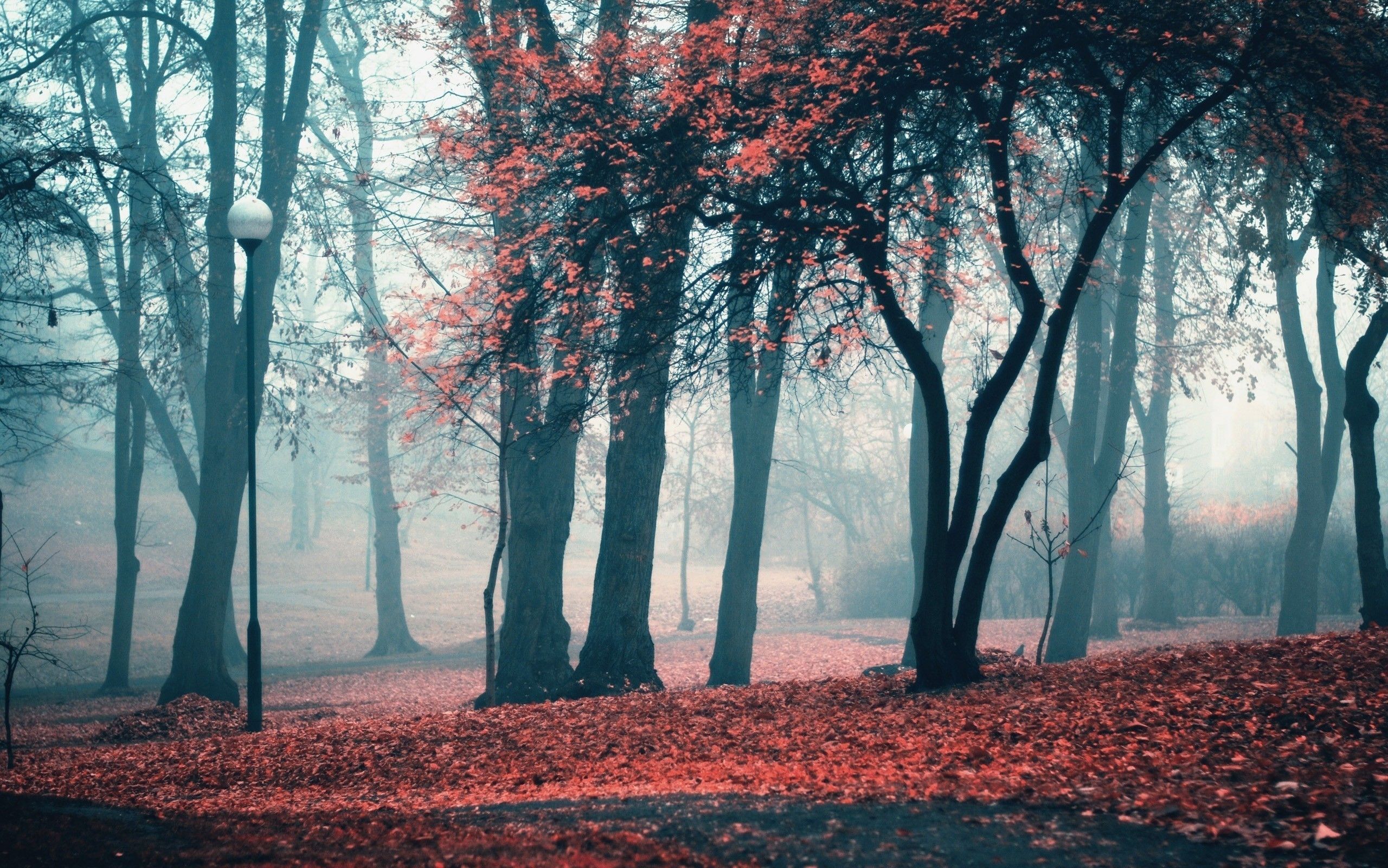 A foggy forest with red leaves on the ground - Vintage fall, leaves, fog, scenery