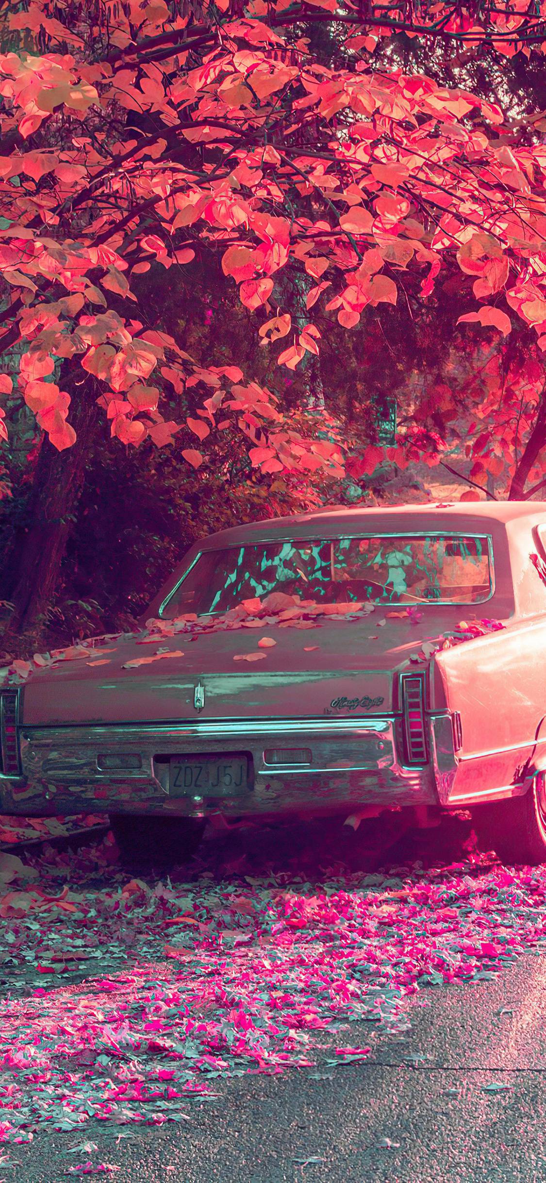 Old car under the tree with pink flowers - Vintage fall