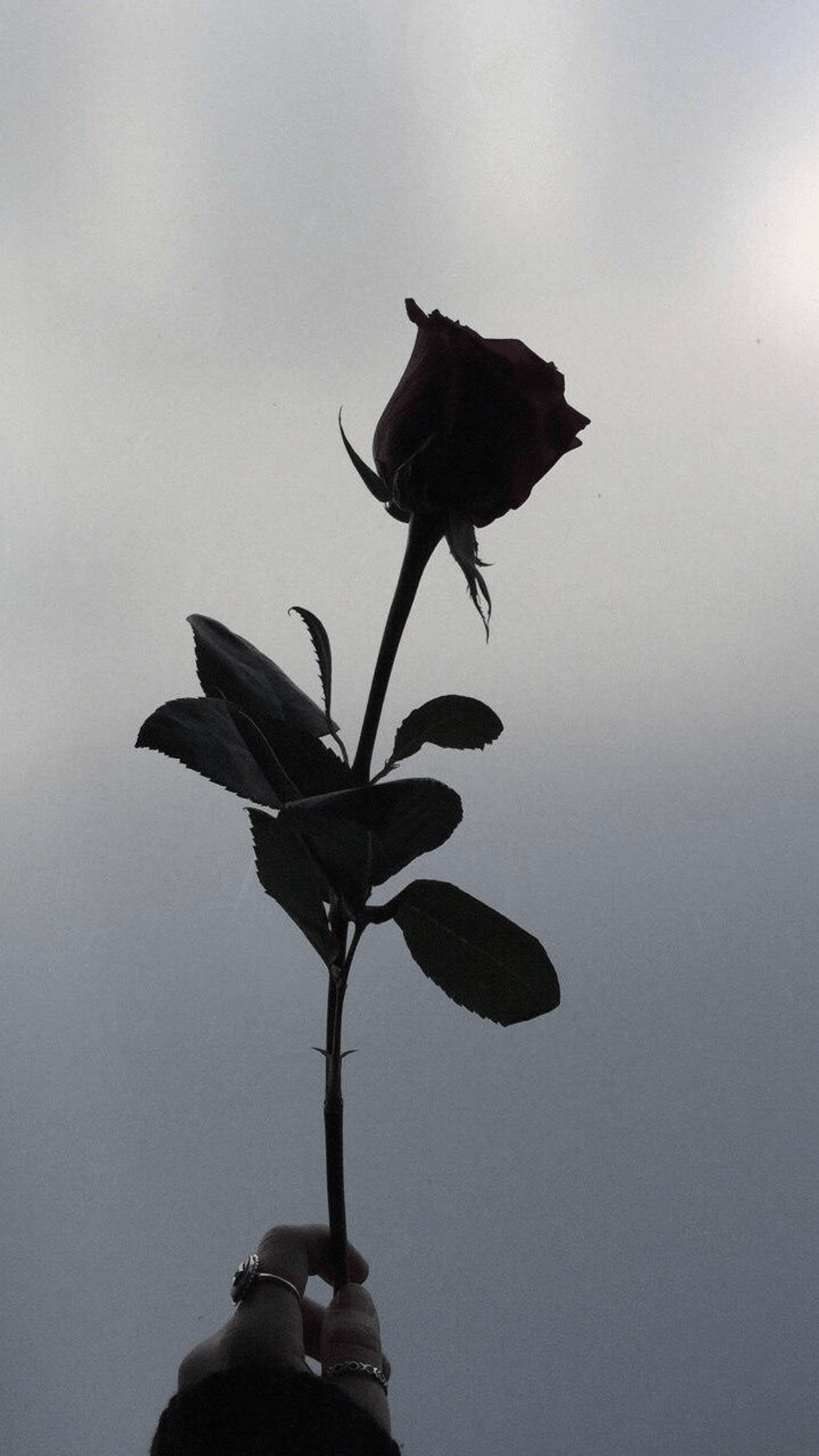 A person holding up the stem of rose - Profile picture