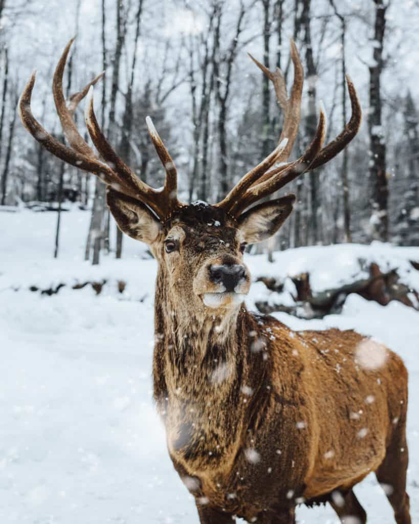 A deer in the snow - Snow, deer