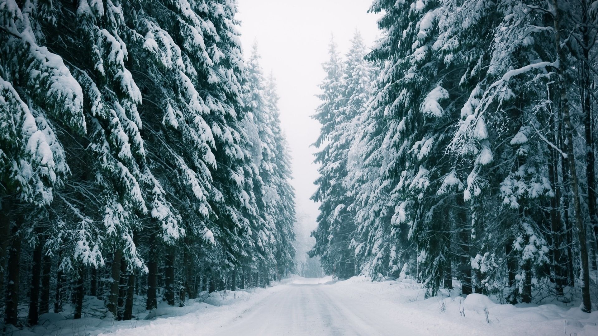 tree, nature, snow, winter Gallery HD Wallpaper
