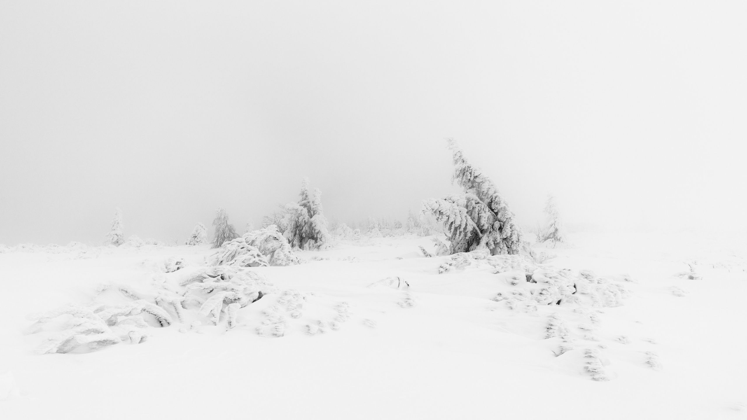 A snowy landscape with trees and some fog - Cute white, snow, white, winter, fog