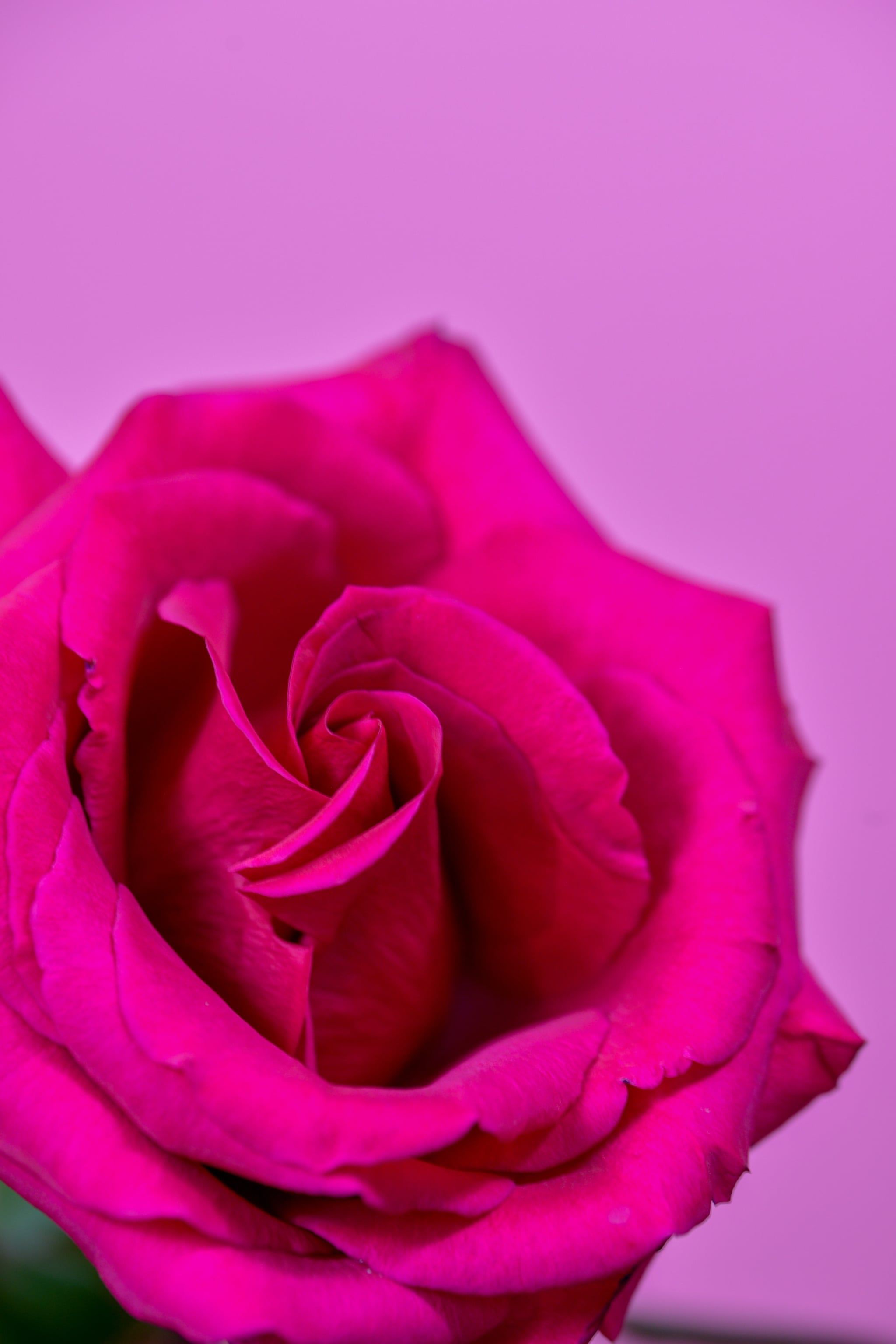 Valentine's Day Wallpaper: Pink Rose. The Dreamiest iPhone Wallpaper For Valentine's Day That Fit Any Aesthetic