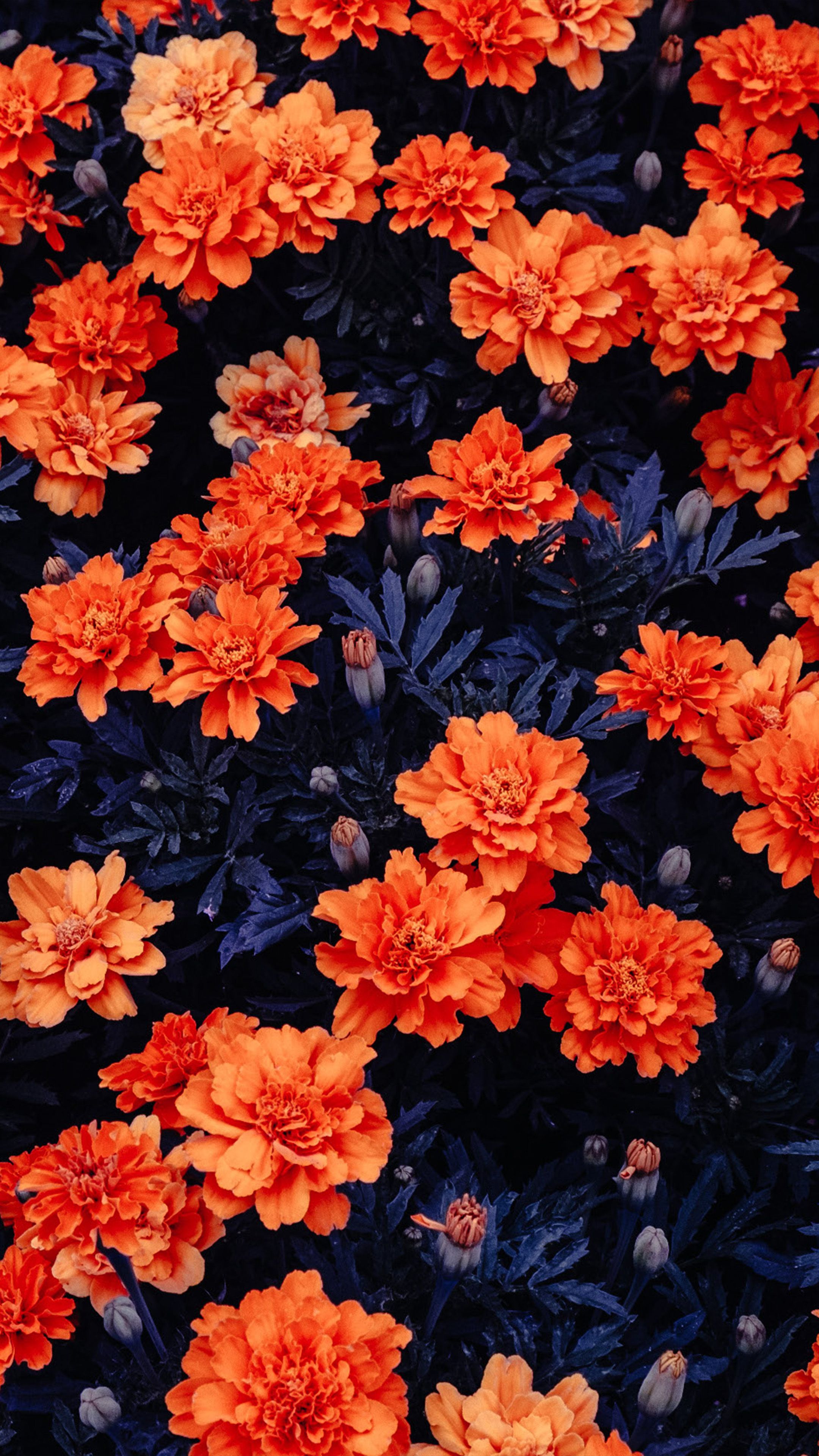A field of orange flowers - Flower