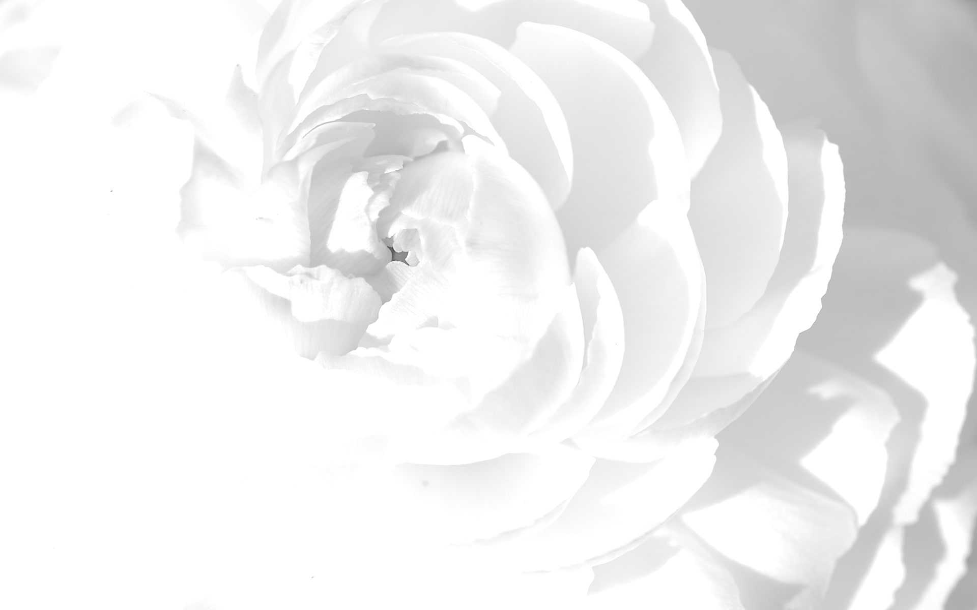 A white rose with a black and white filter - White, cute white