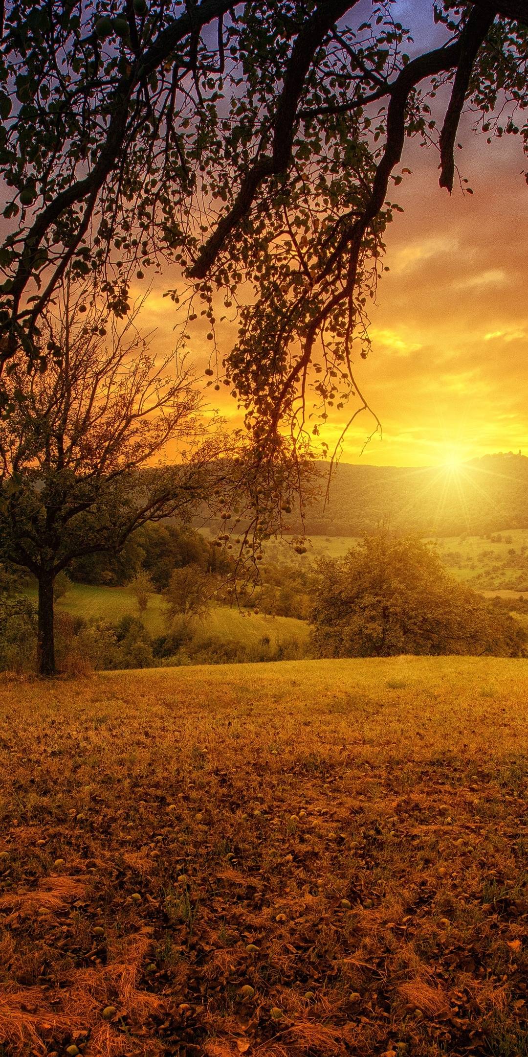 A sunset over the fields and trees - Sun, landscape