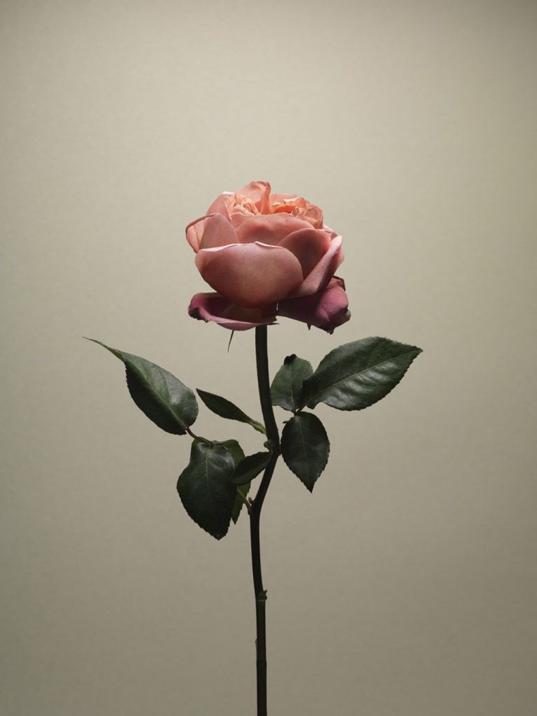 A single rose is in the center of this picture - Study