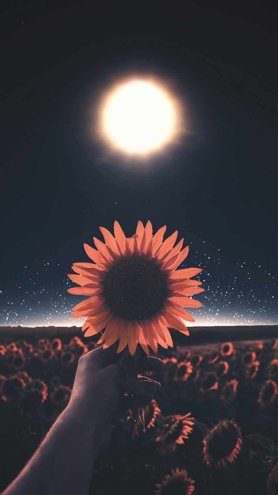 A person holding up an orange sunflower in front of the moon - Sun, sunlight