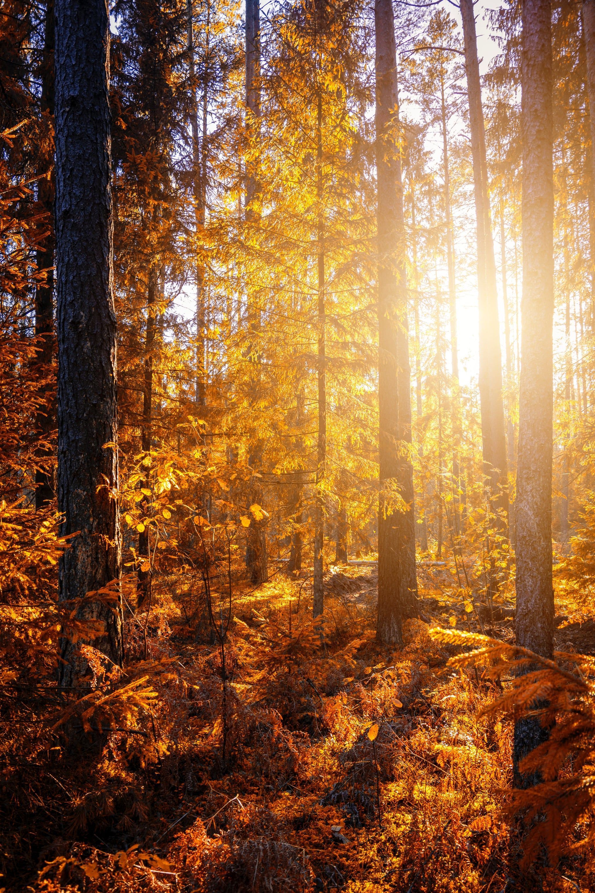 Fall Background: Beaming Sun iPhone Wallpaper Fall iPhone Wallpaper That'll Instantly Make You Feel Cozy