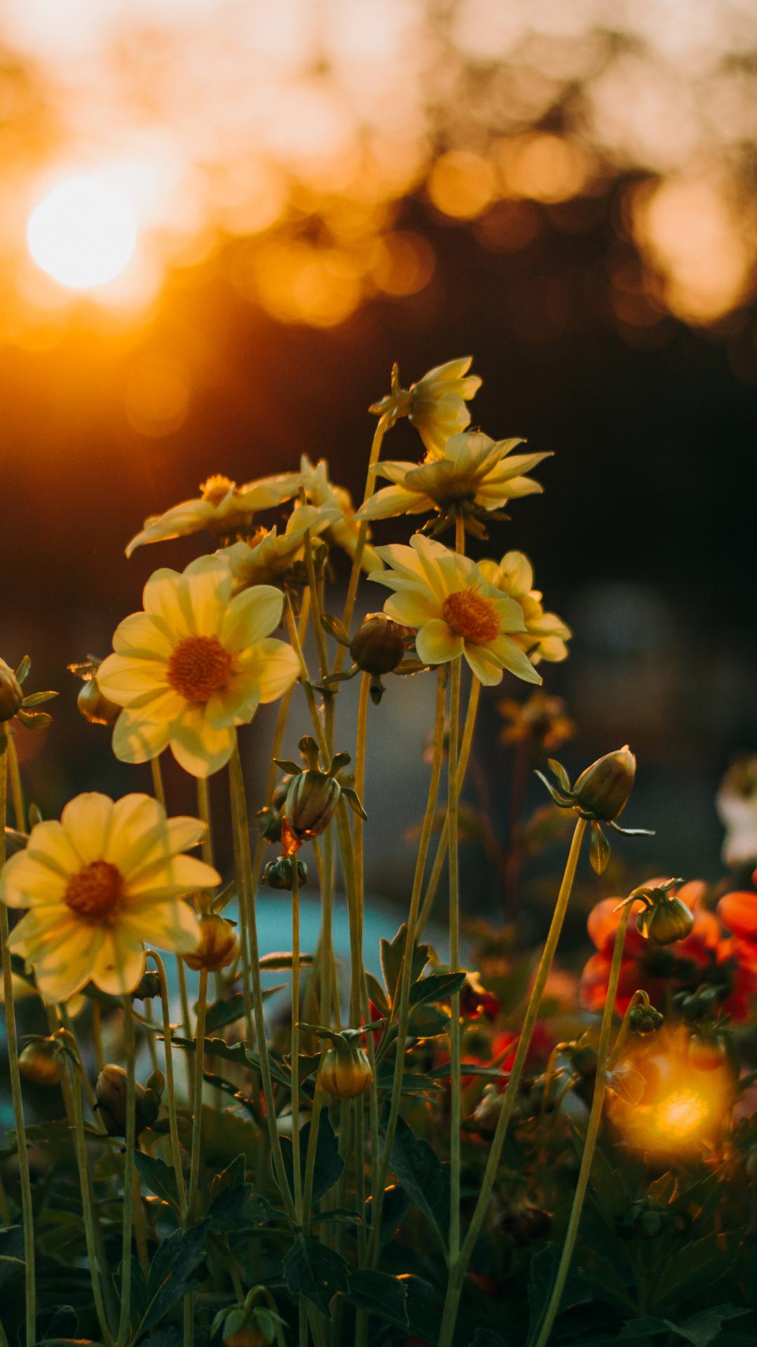 Yellow flowers in the sunset light. - Cottagecore