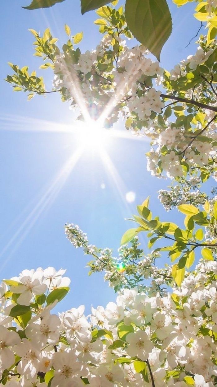 White flowers under the sun - Spring