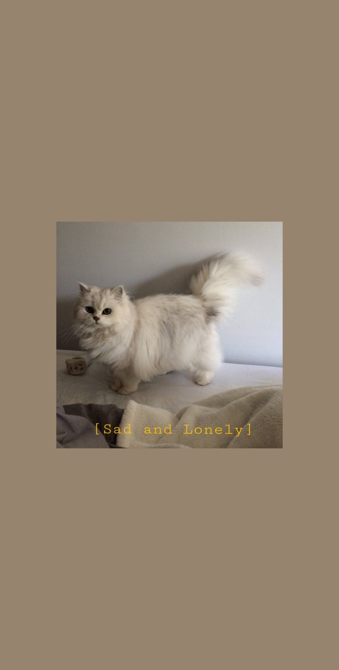 A white cat standing on a bed - Cat