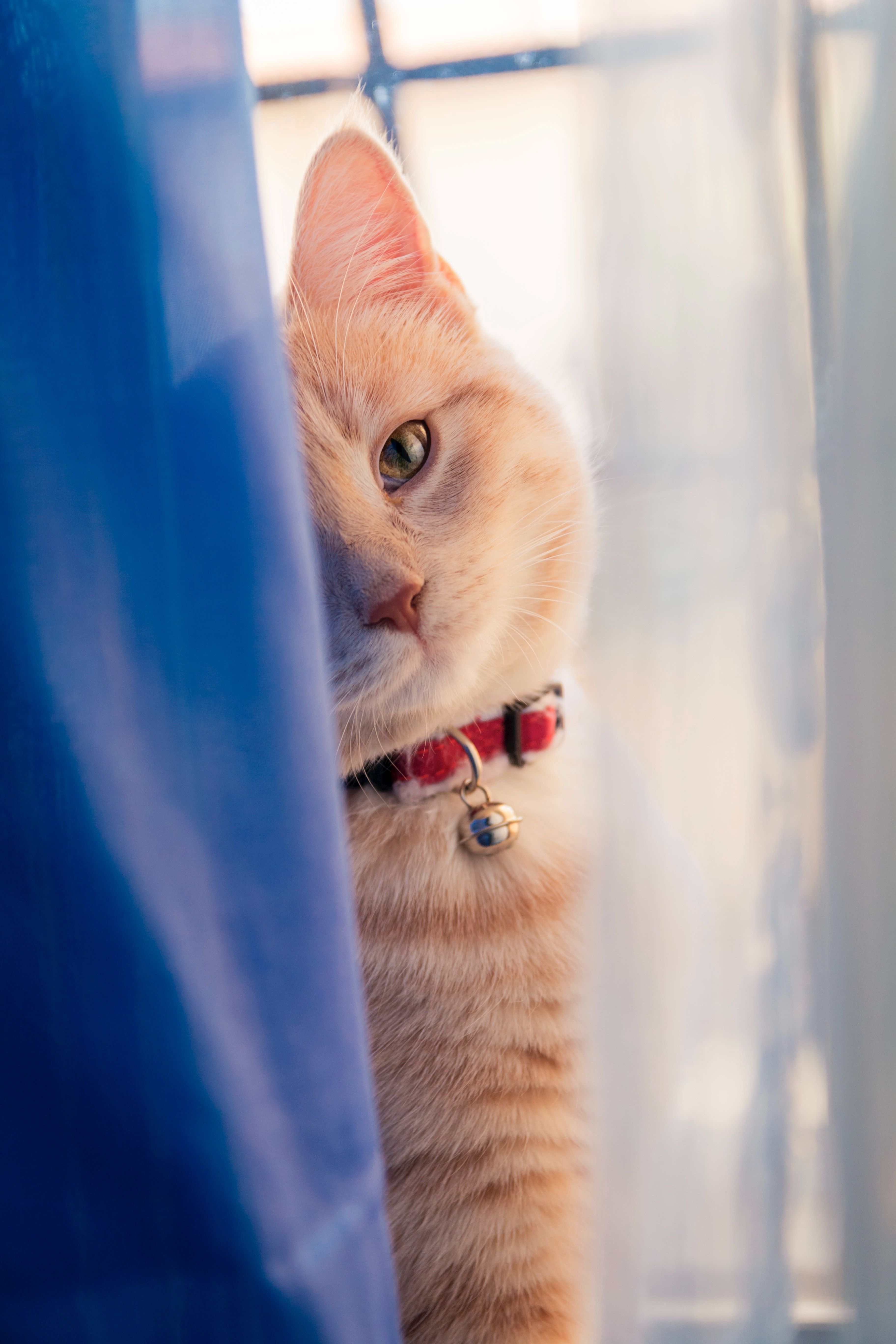A cat is sitting behind the curtain - Cat