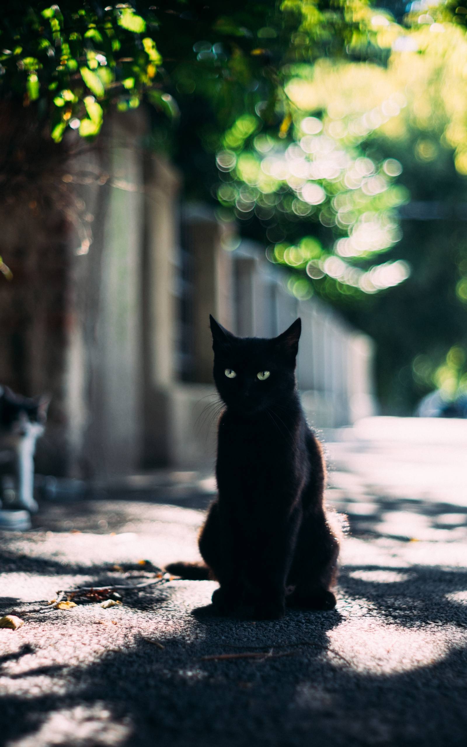 Black Cat Candid Portrait 1600x2560 Resolution Wallpaper, HD Animals 4K Wallpaper, Image, Photo and Background