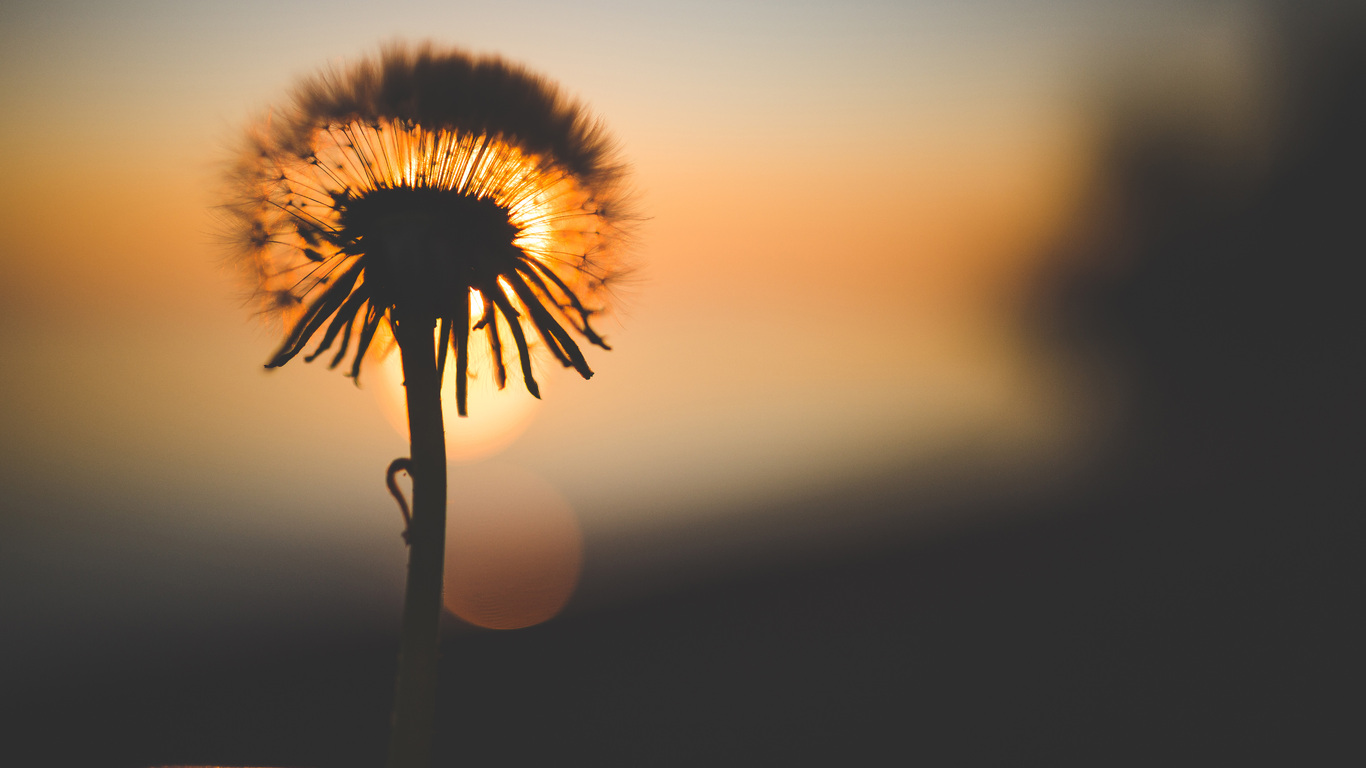 A dandelion in the sunset with its petals closed - Sun, sunshine, dandelions