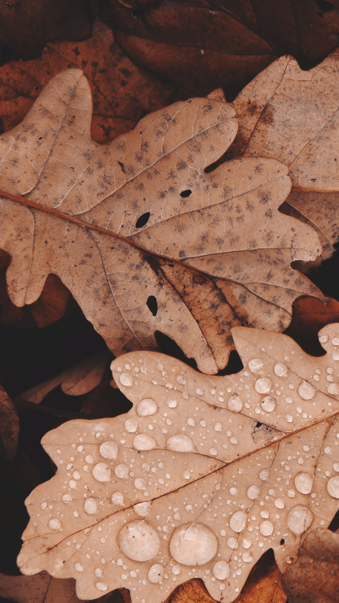 Water droplets on brown leaves. - Light brown