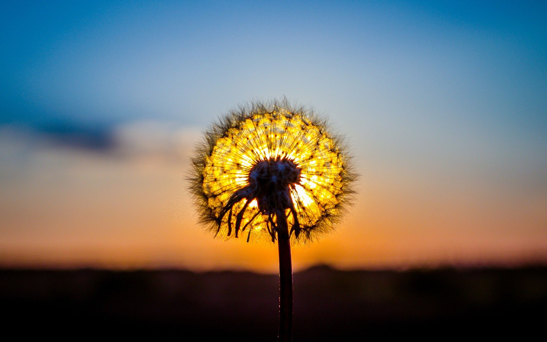 A dandelion in the sunset - Sun