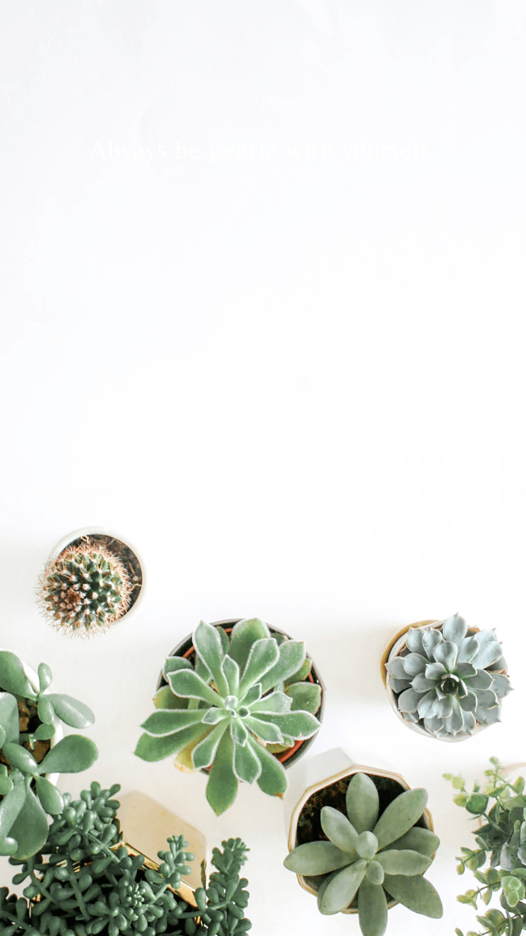 Wallpapa er. Succulents wallpaper, Plant background, Flower phone wallpaper