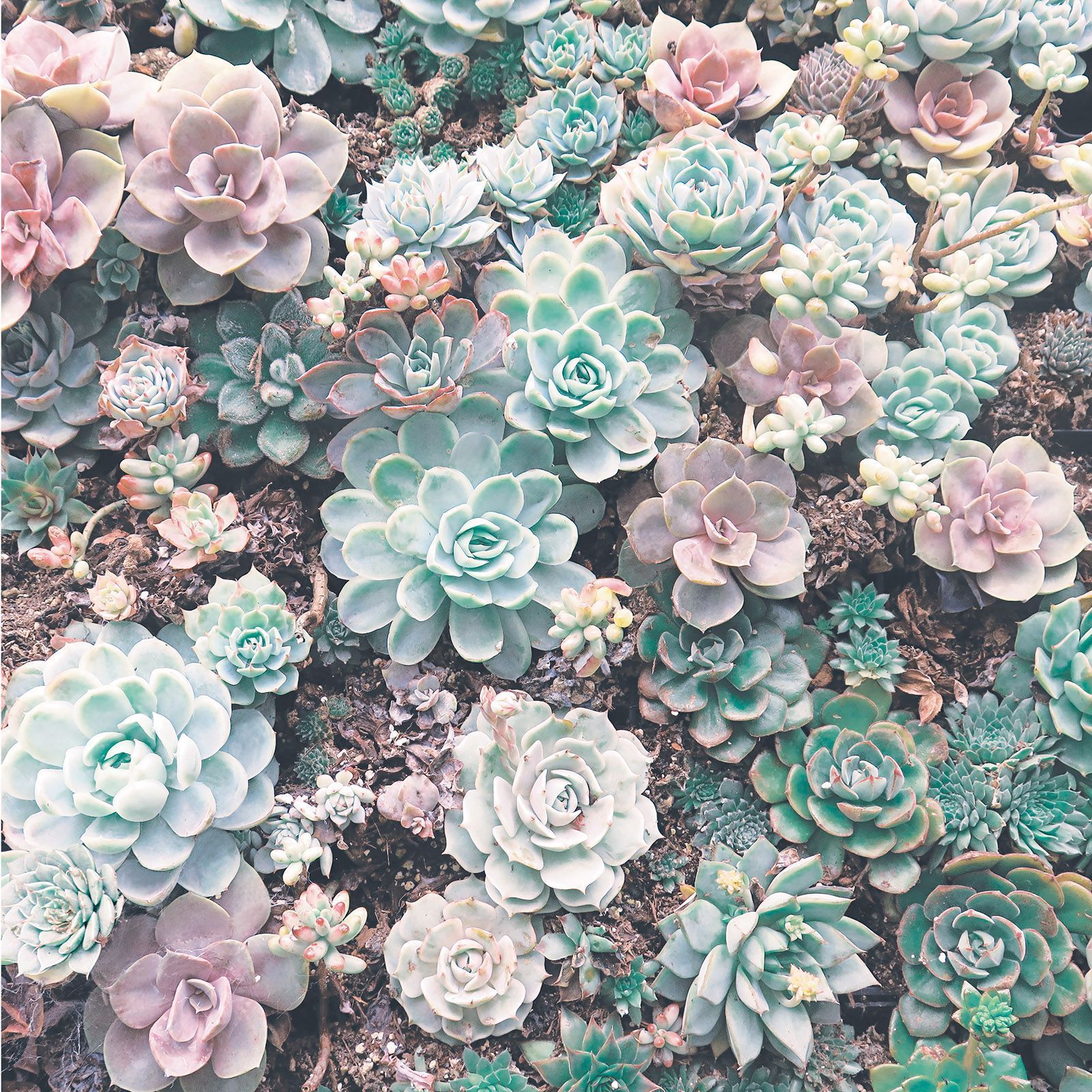 Succulent Aesthetic Wallpaper