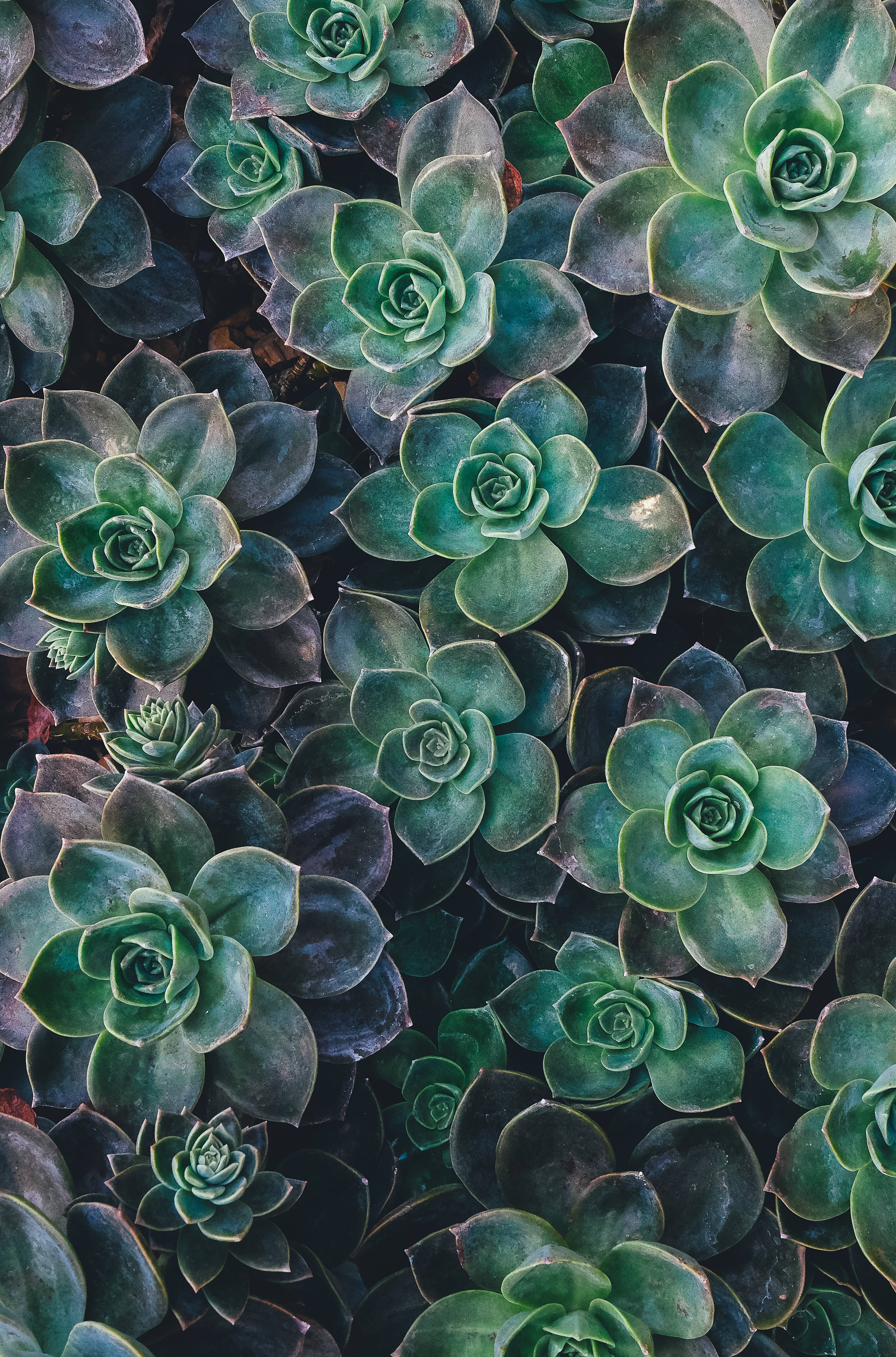 Download Redmi 4k Succulents Wallpaper