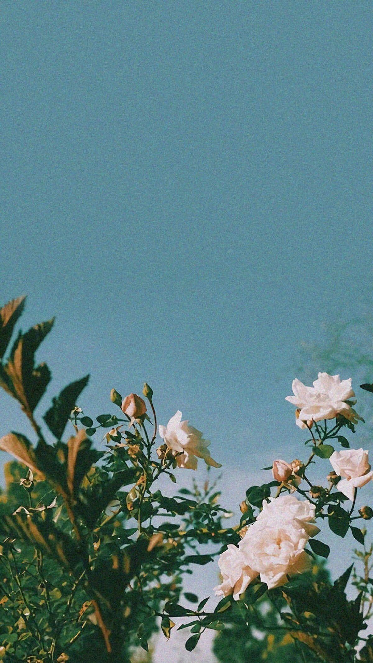 IPhone wallpaper of a blue sky and white flowers - Plants