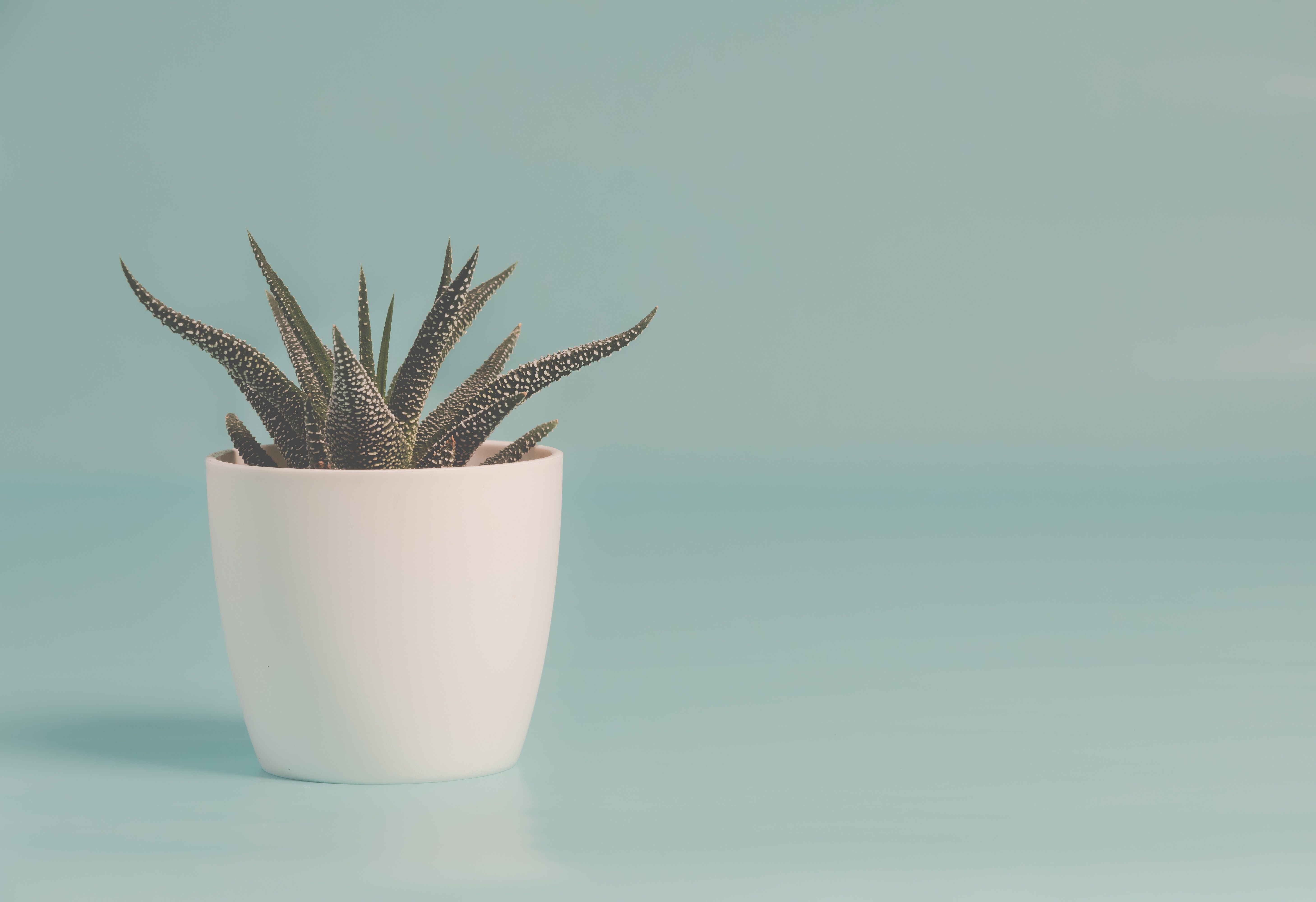 Succulent Photo, Download Free Succulent & HD Image