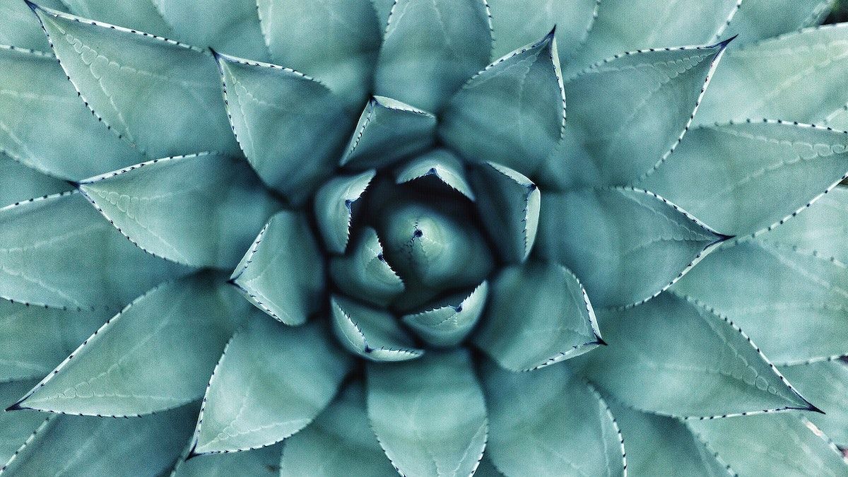 Desktop wallpaper succulent, aesthetic HD