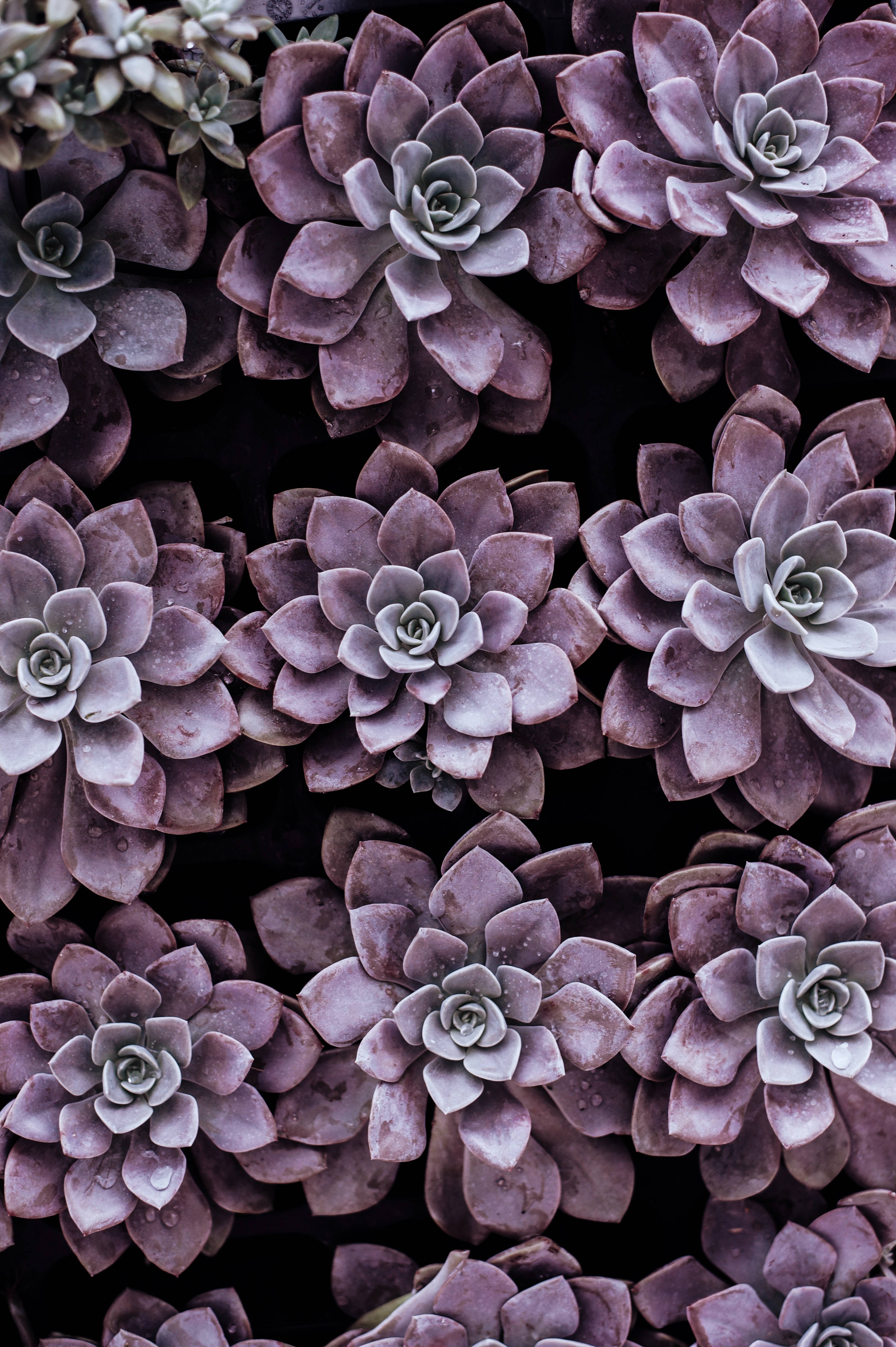 Download Purple Pastel Aesthetic Succulents Wallpaper