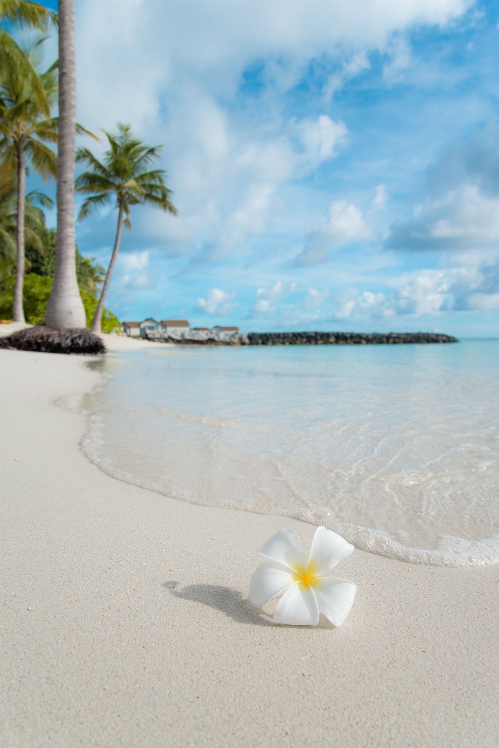 A white flower on the beach with palm trees - Tropical