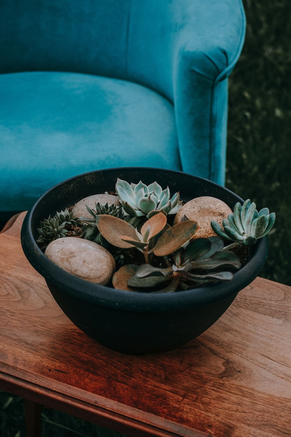 succulent plant on teal pot photo