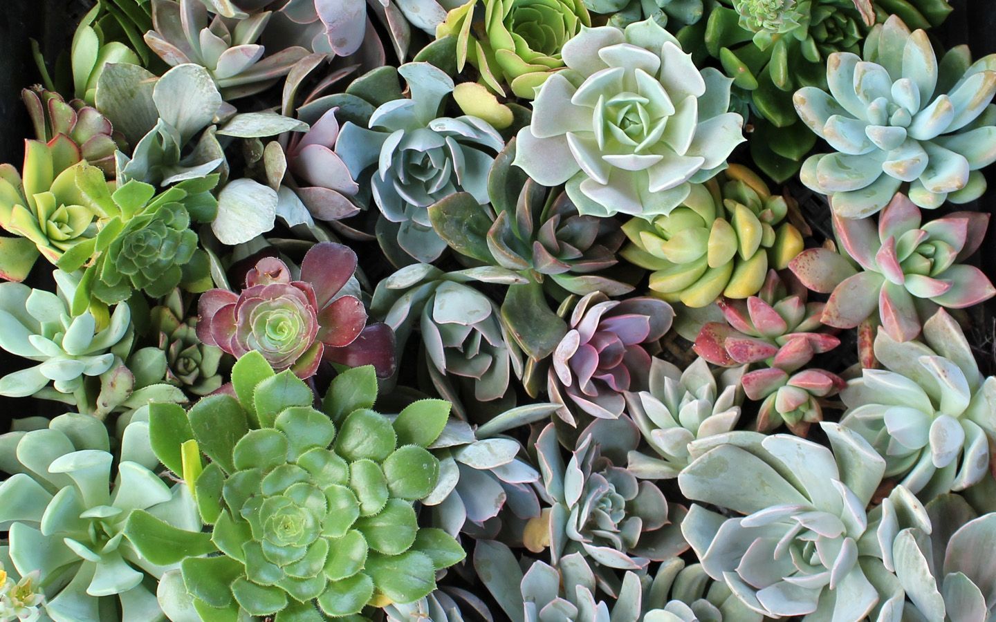 Succulents Desktop Wallpaper Free Succulents Desktop Background