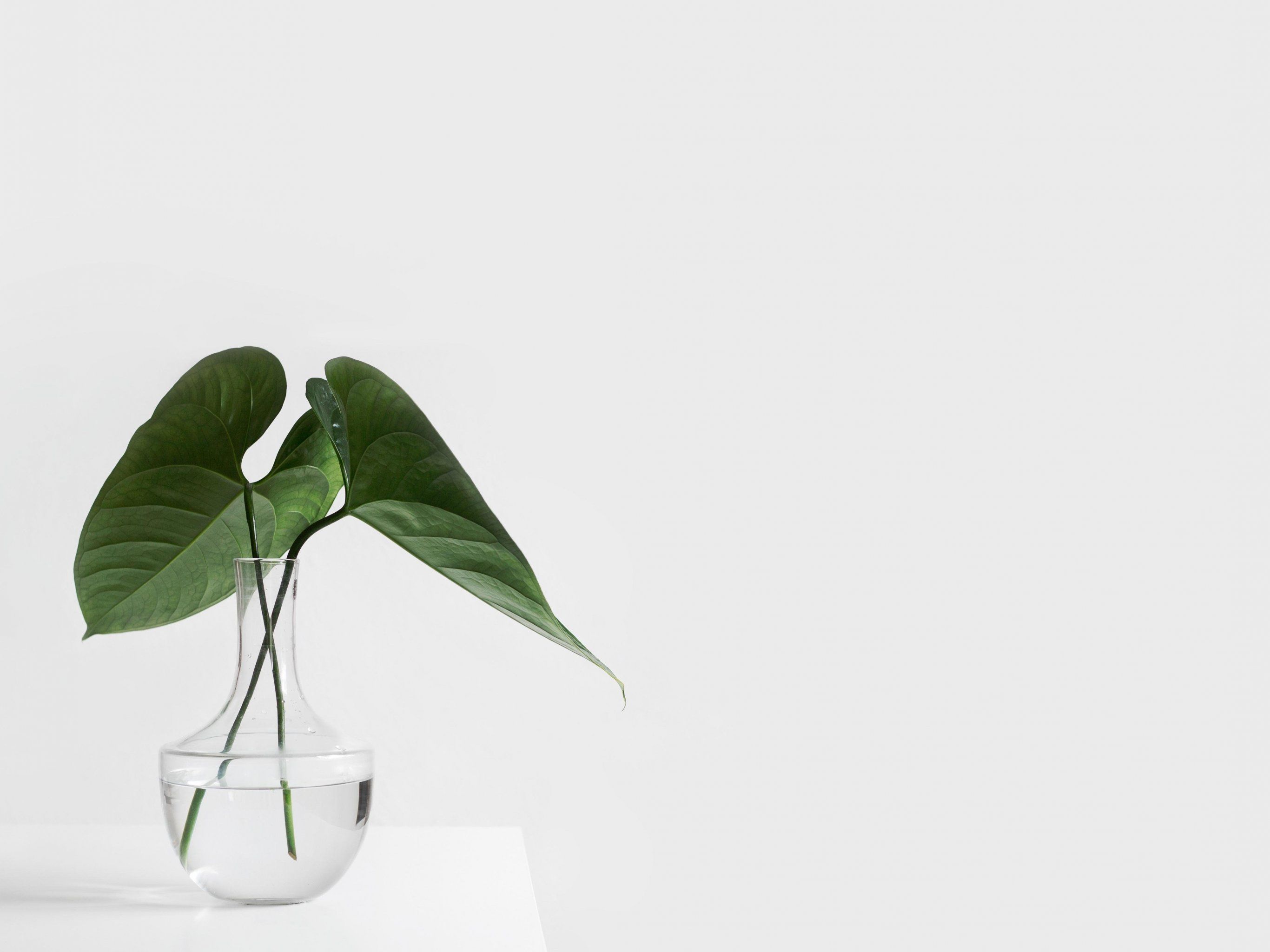 A green leaf in a vase of water on a white table. - Minimalist, clean