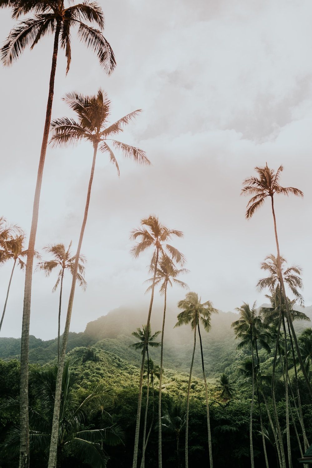A photo of palm trees in a forest with a mountain in the background. - Tropical, Hawaii, coconut