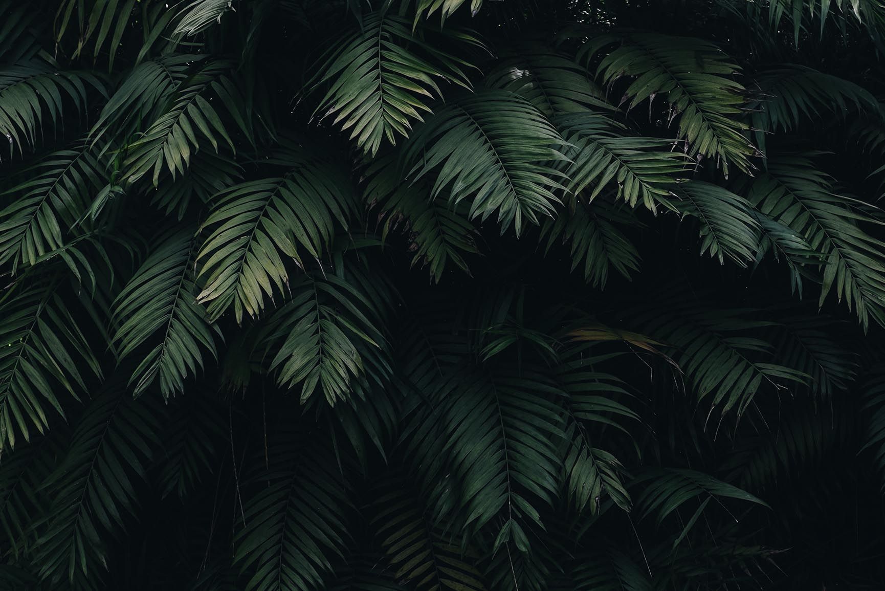A close up of palm leaves - Jungle, tropical
