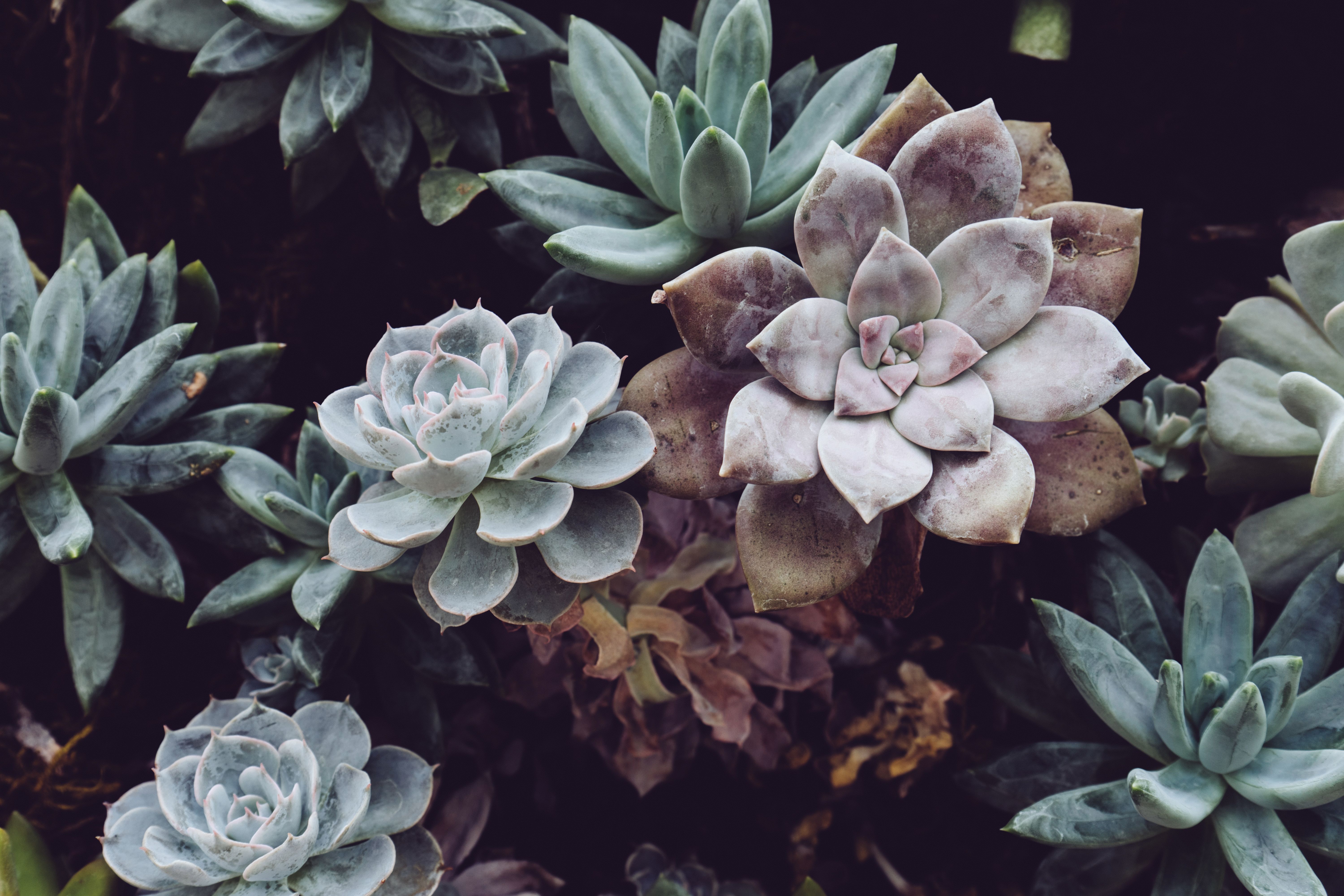 Photo of Succulent Plants · Free