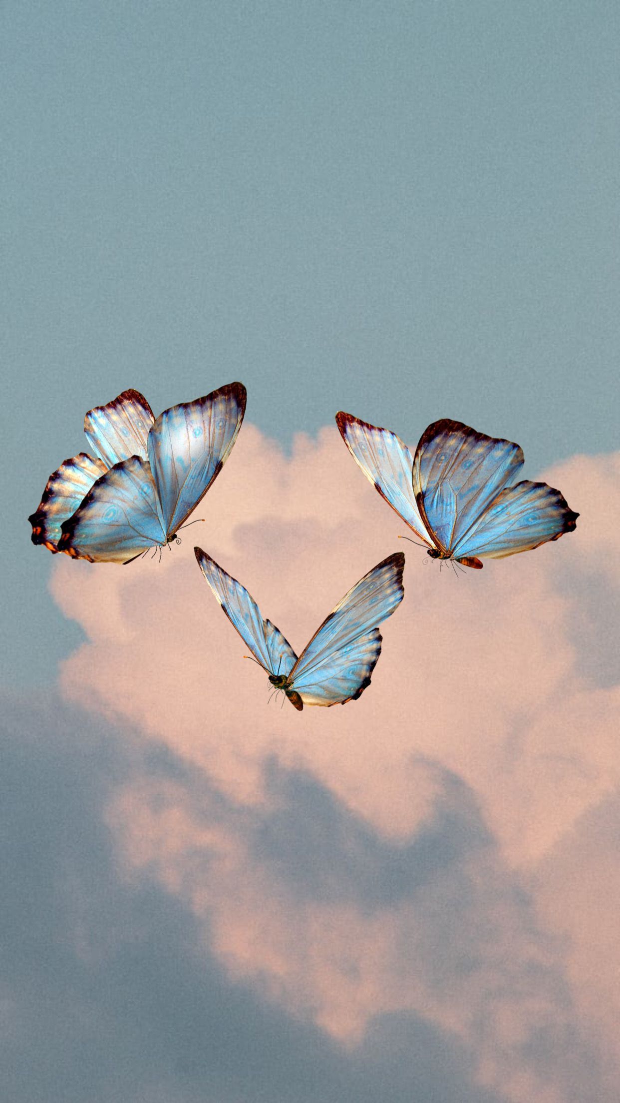 wallpaper #cute #butterfly #aesthetic #iphone #iphonewallpaper #clouds #sky #sun. Blue butterfly wallpaper, Butterfly wallpaper background, Butterfly wallpaper