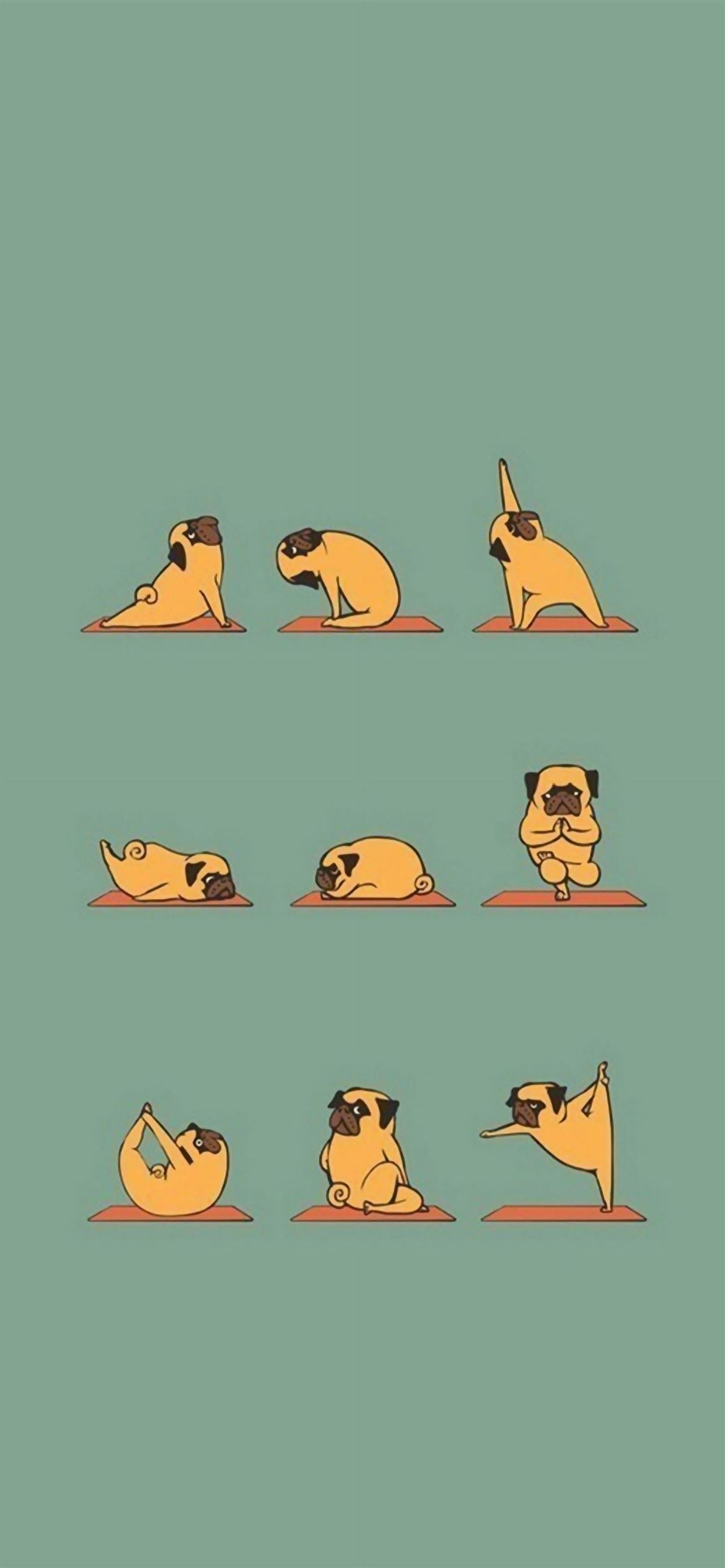 Pug yoga is the best yoga. - Funny