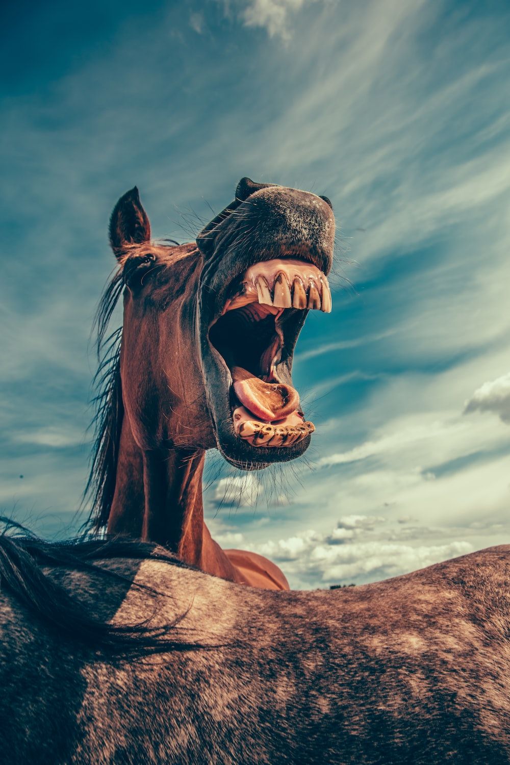 A horse with its mouth open and teeth bared - Funny, horse